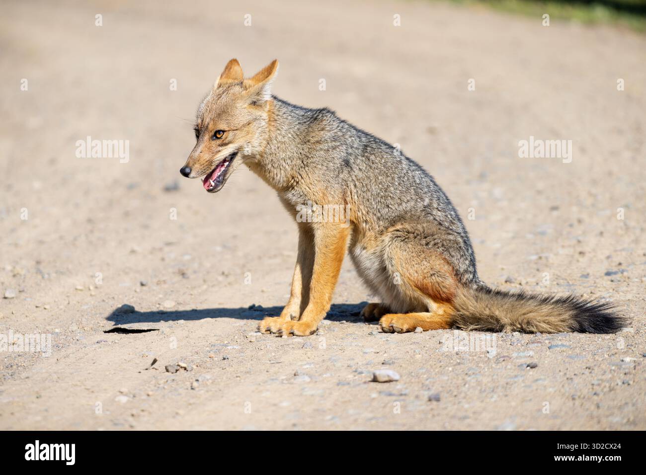 Culpeo Fox nelle Ande cilene Foto Stock