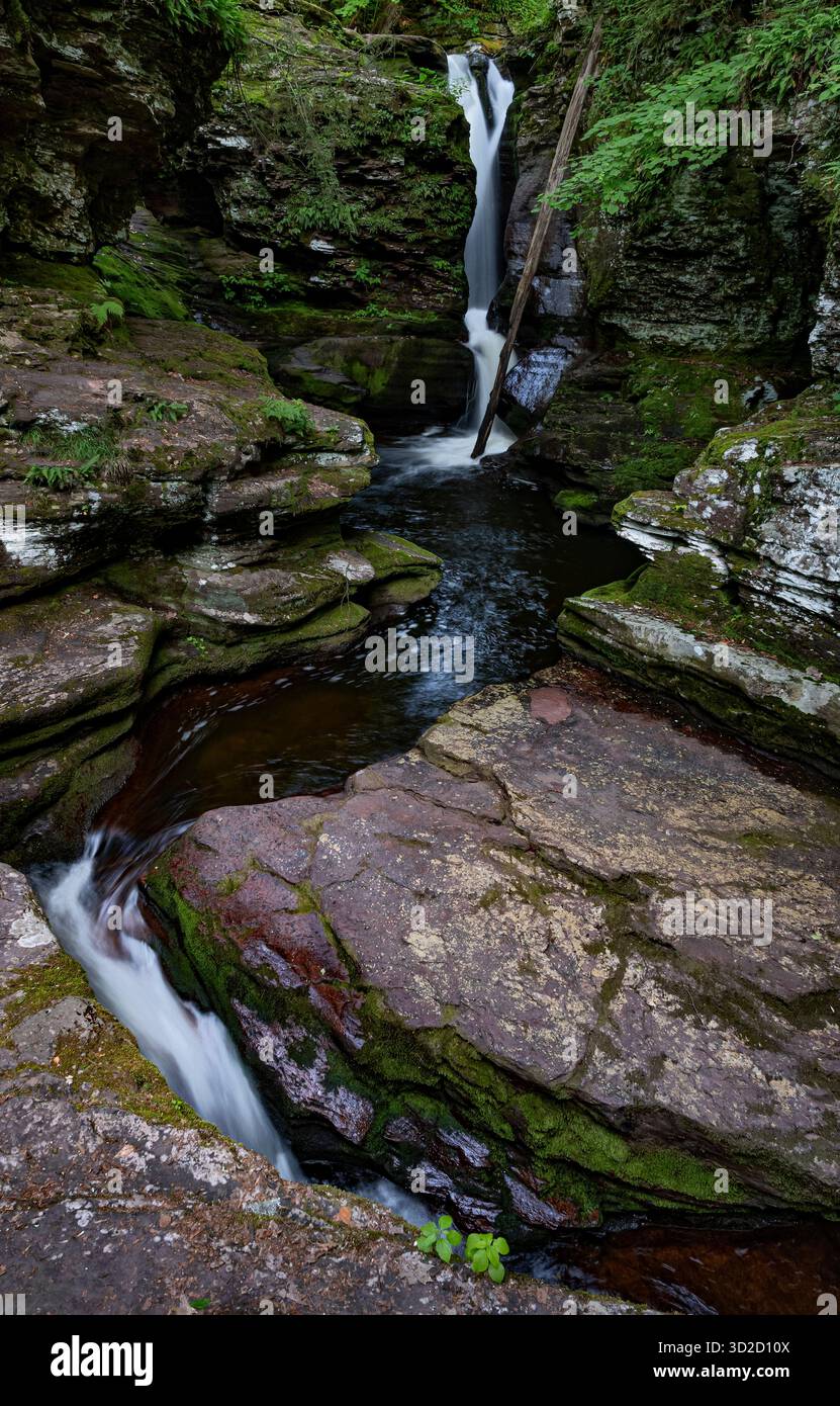 Un tronco è stato depositato a Adams Falls per anni, Rickett's Glen State Park, Sullivan County, Pennsylvania Foto Stock