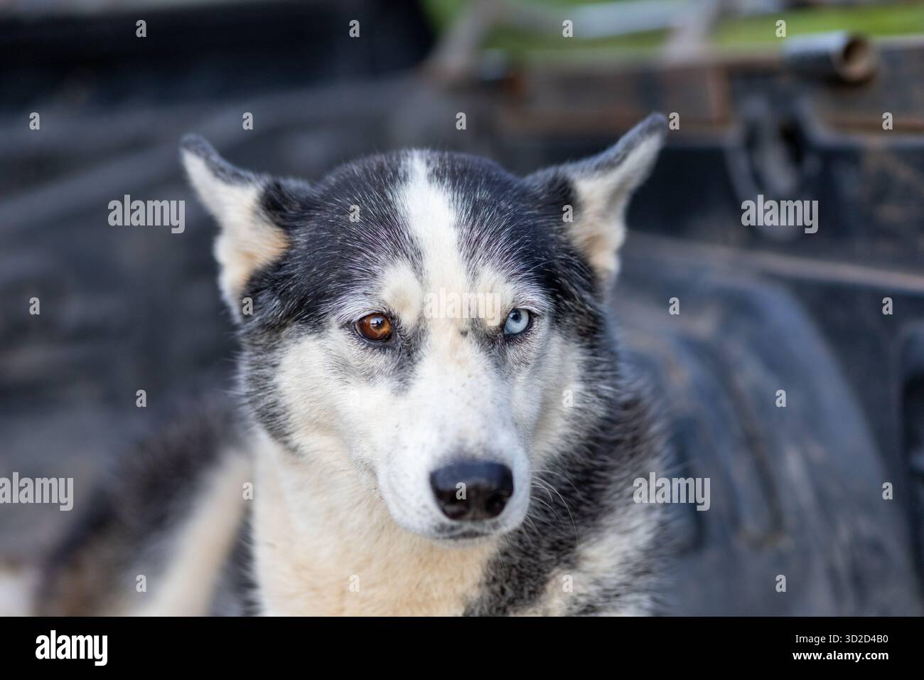 Messa a fuoco selettiva Siberian Husky Dog con due occhi colorati i due occhi non sono dello stesso colore. Il cane sembrava maestoso nell'erba. Foto Stock