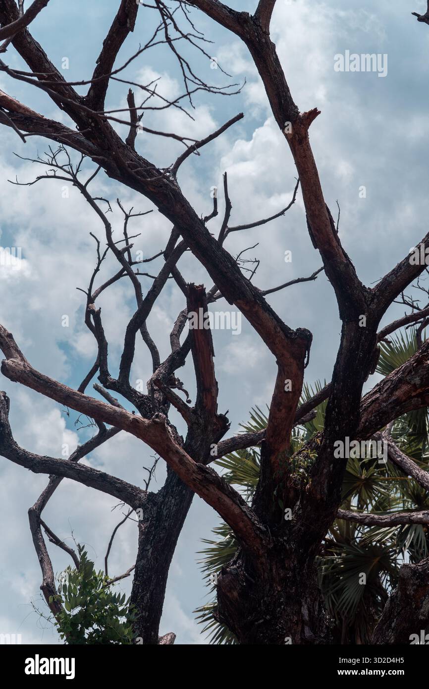 Vista ad angolo basso di un albero morto e di un albero verde vivo. Il sole splende in un cielo blu. Concetto di vita e morte, contrasto o cambiamento. Foto Stock
