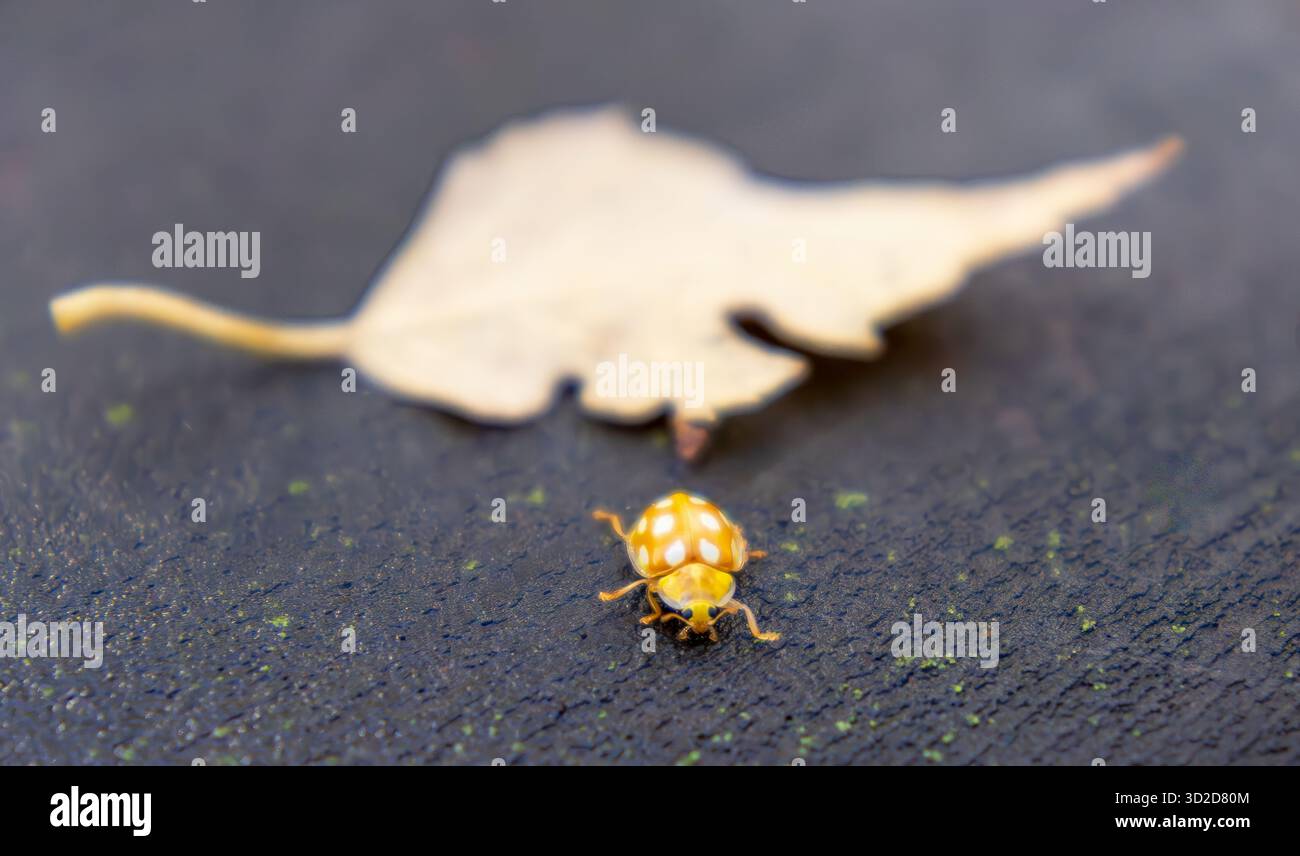 Un vivace primo piano di uno scarabeo giallo adornato da macchie bianche, che mostra le sue caratteristiche e texture uniche su uno sfondo naturale scuro, perfetto Foto Stock