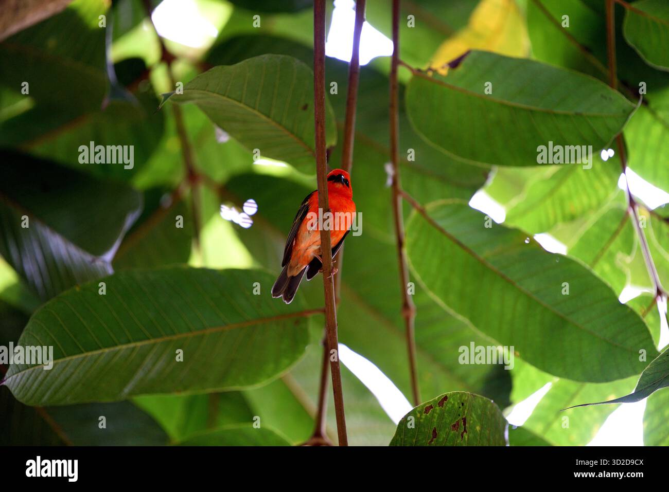Scarlet Flycatcher nella foresta pluviale Foto Stock