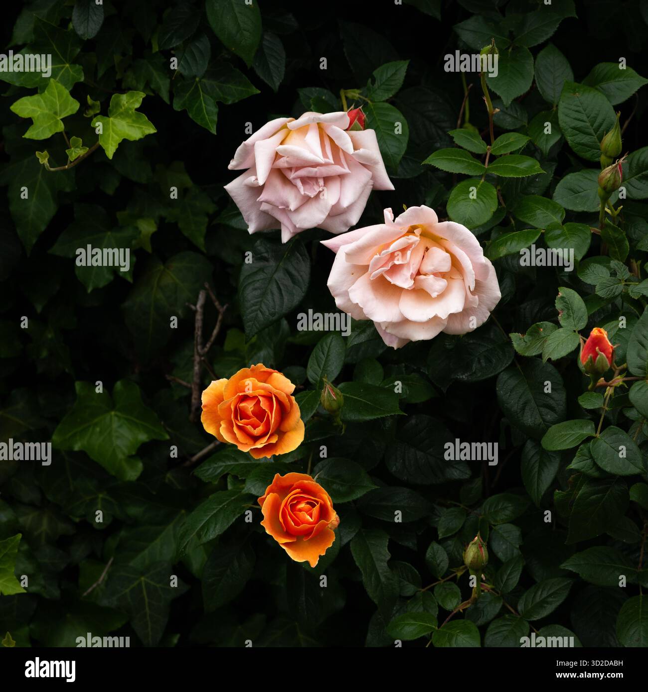 Rose "Royal Sunset" Foto Stock