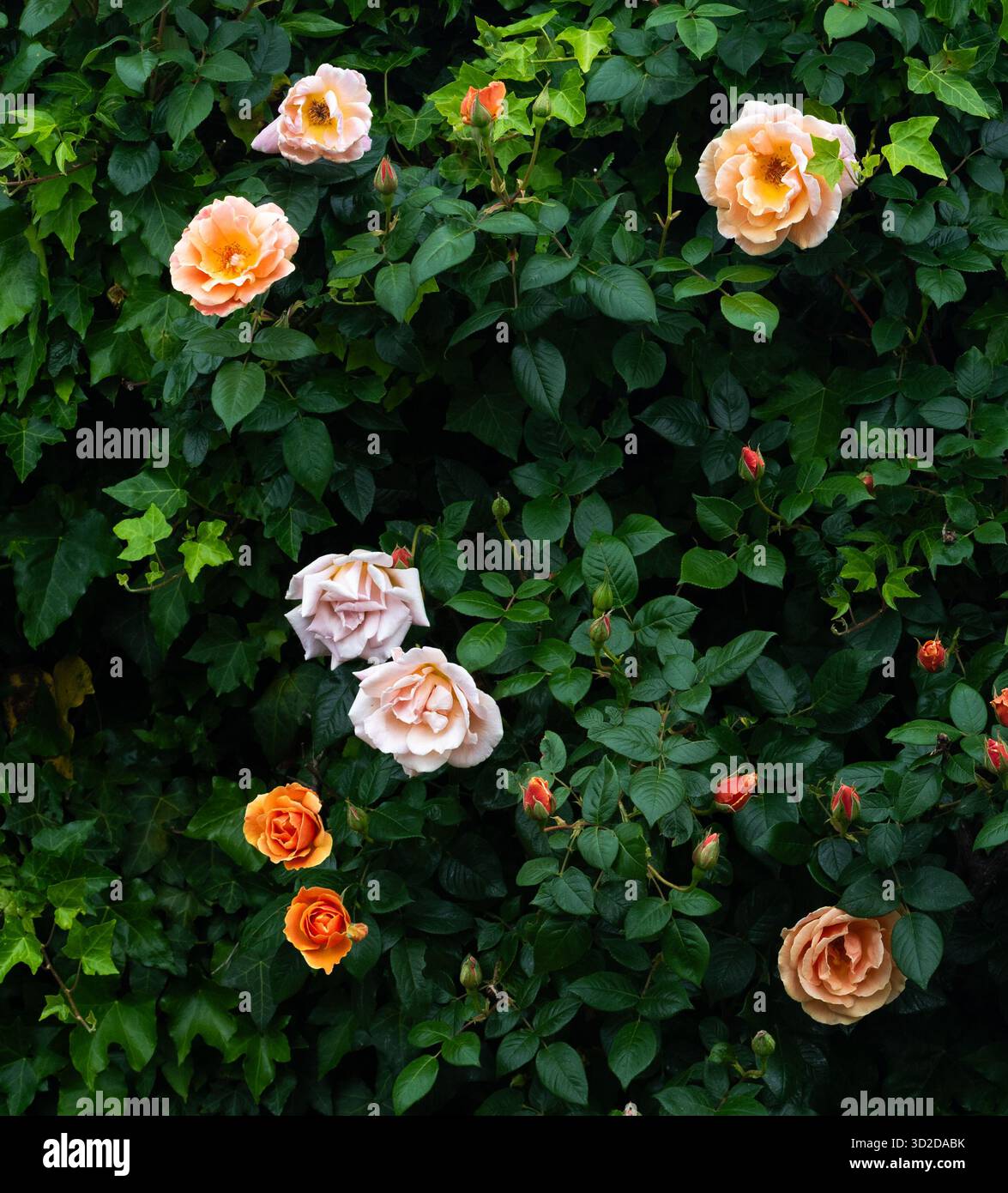 Rose "Royal Sunset" Foto Stock