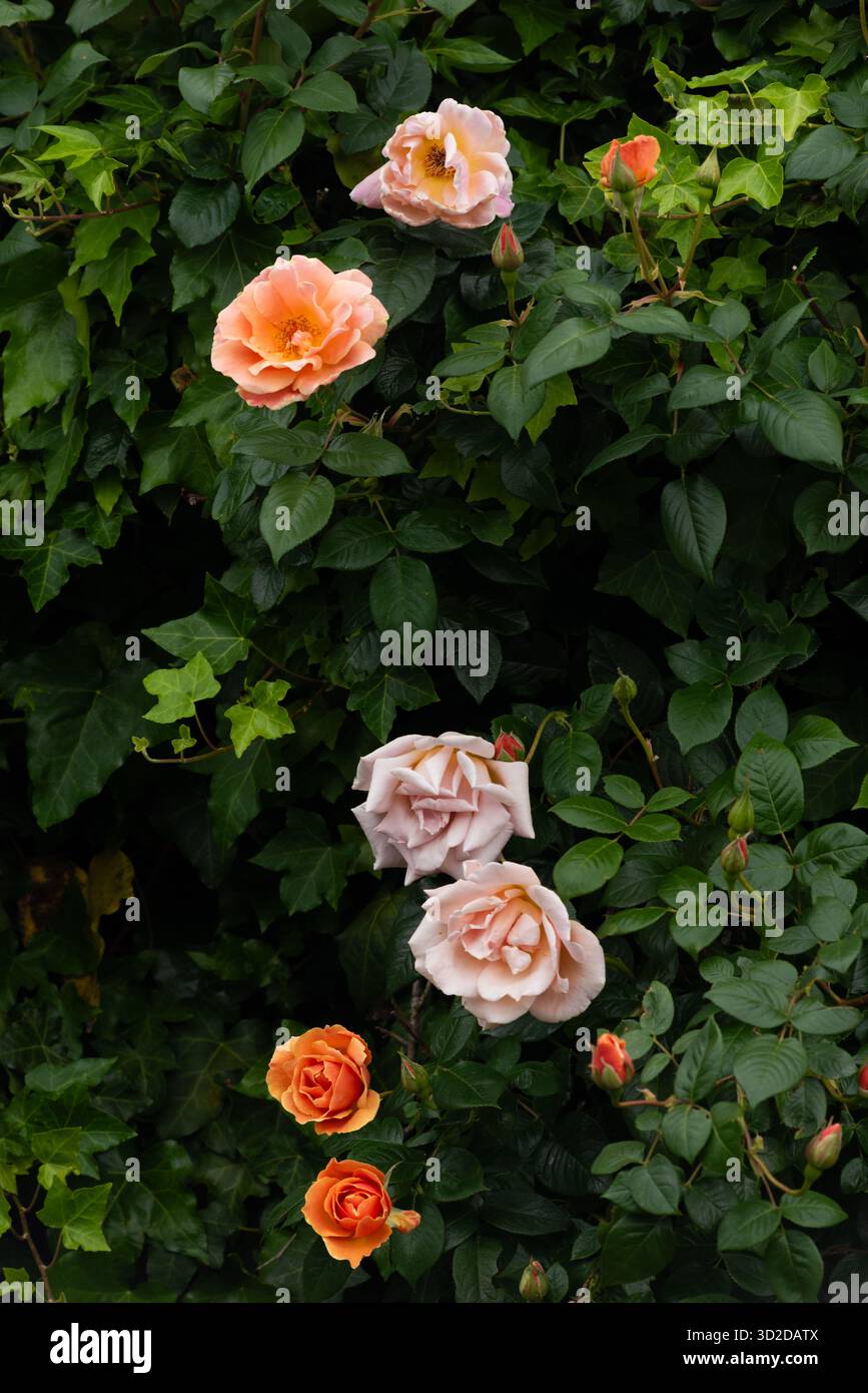Rose "Royal Sunset" Foto Stock