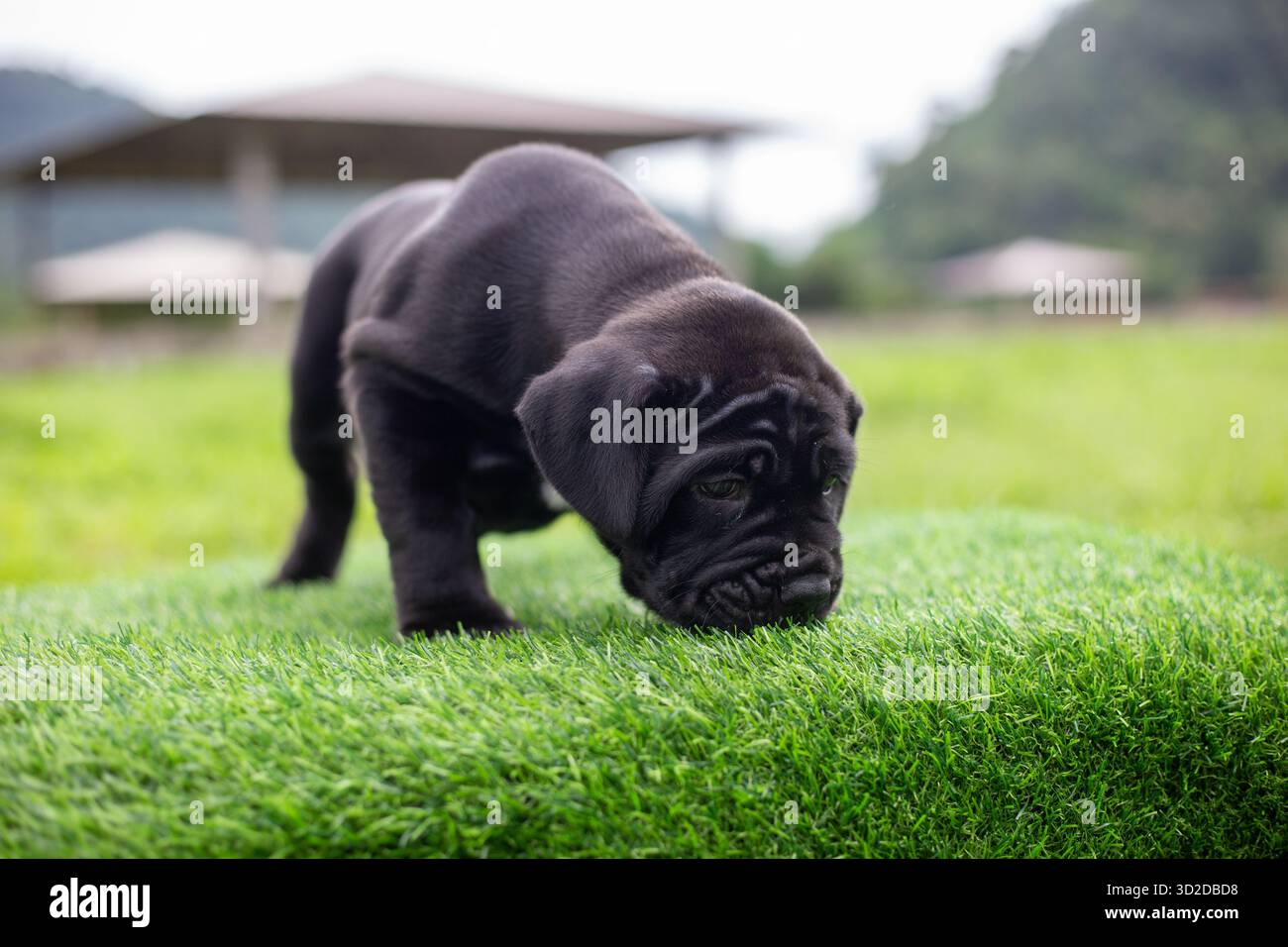 Messa a fuoco selettiva, simpatico cucciolo nero con mix di pitbull su erba verde artificiale Foto Stock