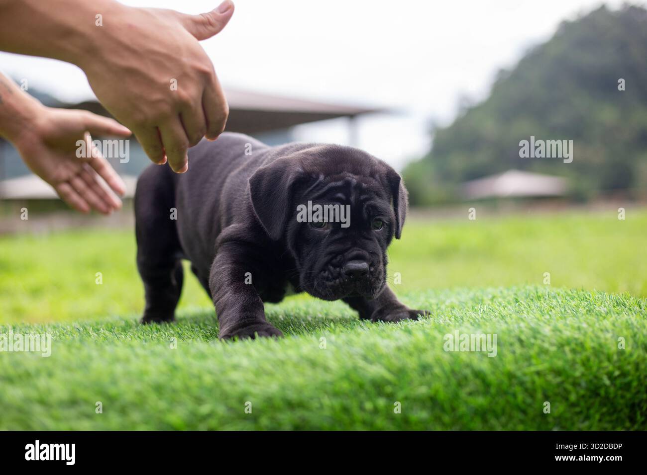 Messa a fuoco selettiva, simpatico cucciolo nero con mix di pitbull su erba verde artificiale Foto Stock