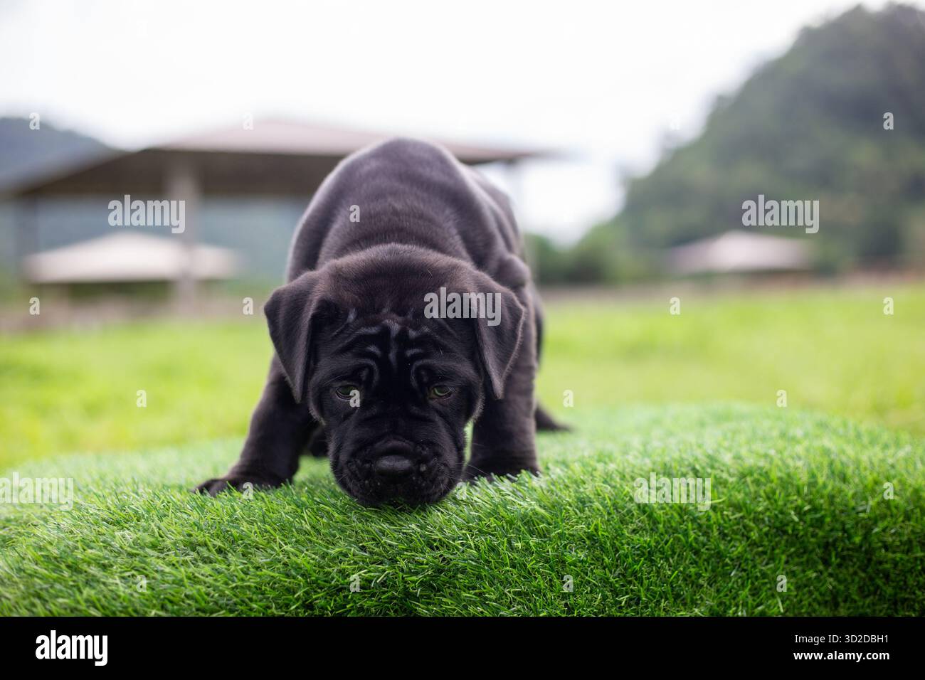 Messa a fuoco selettiva, simpatico cucciolo nero con mix di pitbull su erba verde artificiale Foto Stock