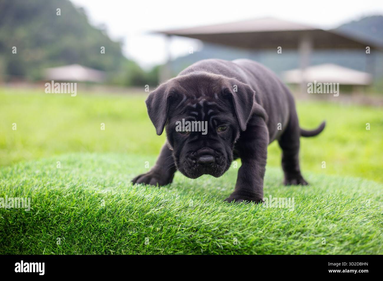 Messa a fuoco selettiva, simpatico cucciolo nero con mix di pitbull su erba verde artificiale Foto Stock