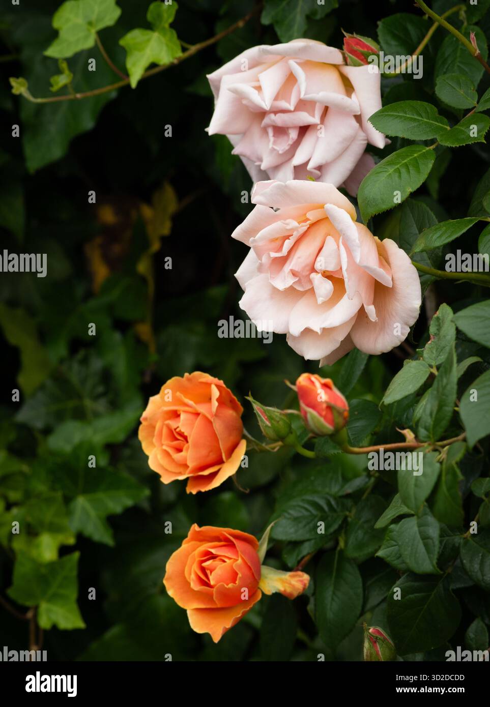 Rose Royal Sunset Foto Stock