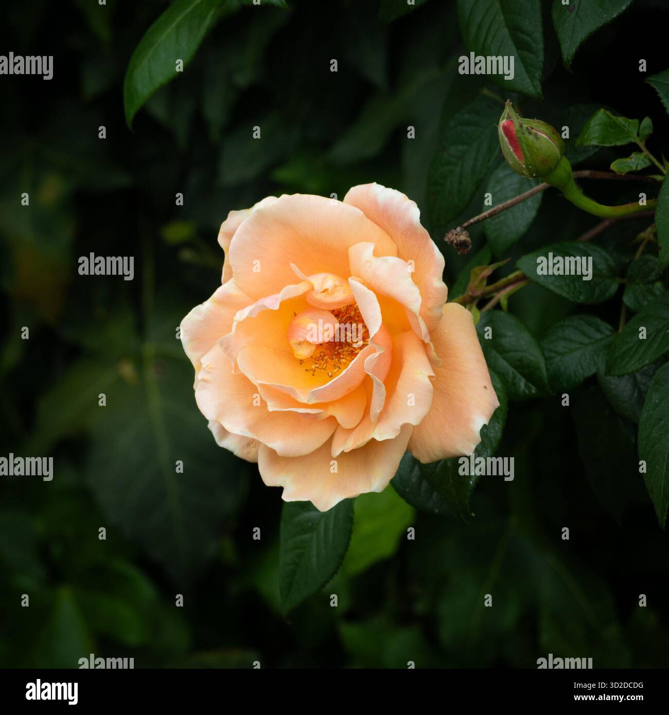 Rose Royal Sunset Foto Stock