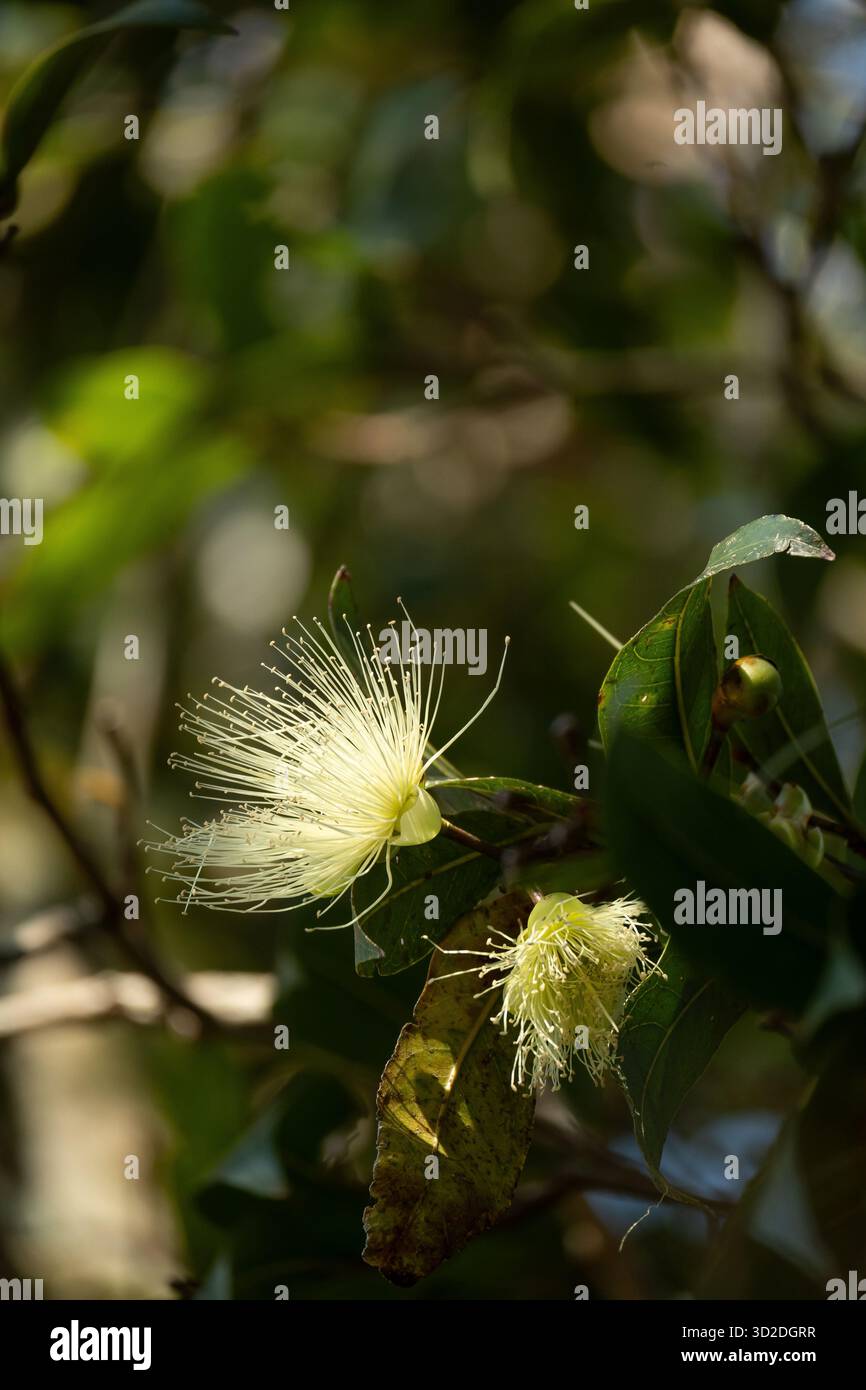 Due fiori di crema di rosa australiana e melo, Syzygium jambos, sull'albero nel giardino del Queensland. Sfondo verde scuro. La frutta è "Bush-Tucker". Foto Stock