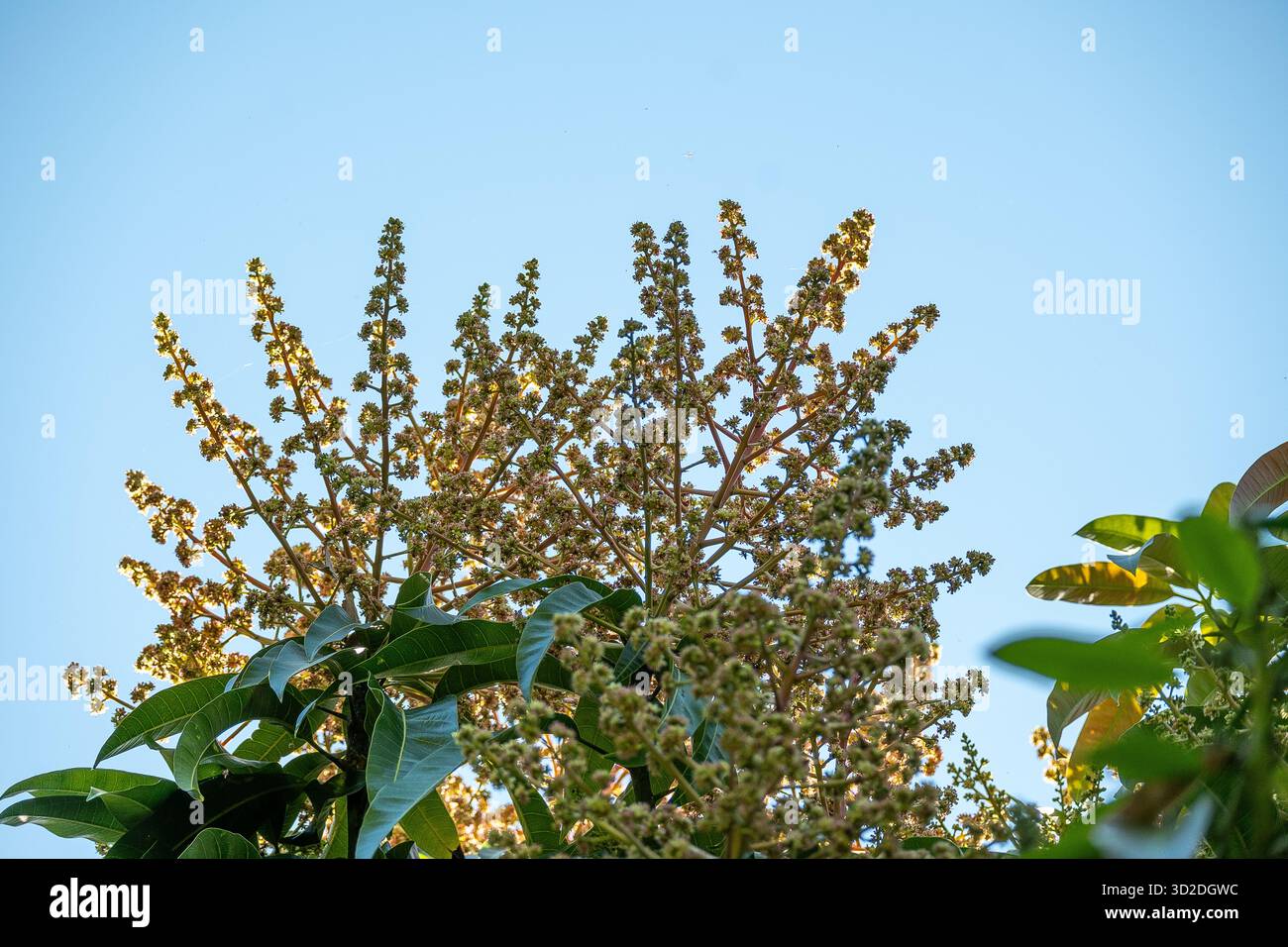 Fioritura che cresce in cima all'albero di mango, Mangifera indica, primavera nel giardino del Queensland, Australia. Centinaia di piccoli boccioli e mini frutti. Copia spazio. Foto Stock