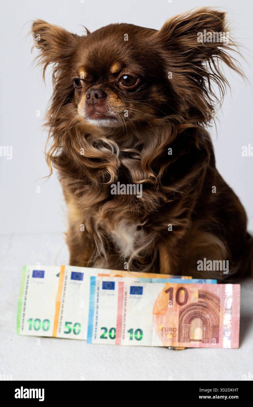 Die Kosten für Hundehaltung liegen monatlich zwischen 100 und 400 Euro und lassen sich in Erstausstattung ca. 150-400 â, laufende Kosten Futter, Tierarzt, Hundesteuer ecc. und einmalige Kosten Chip unterteilen. Der tatsächliche Betrag hängt von der Größe, Rasse und Gesundheit des Hundes ab. Symbolfoto, Thememfoto *** i costi per tenere un cane sono compresi tra 100 e 400 euro al mese e possono essere suddivisi in attrezzature iniziali circa 150 400 â , costi correnti per cibo, veterinario, tasse per cani ecc. e costi una tantum per il chip l'importo effettivo dipende dalle dimensioni, dalla razza e dalla salute del cane simbolo fot Foto Stock