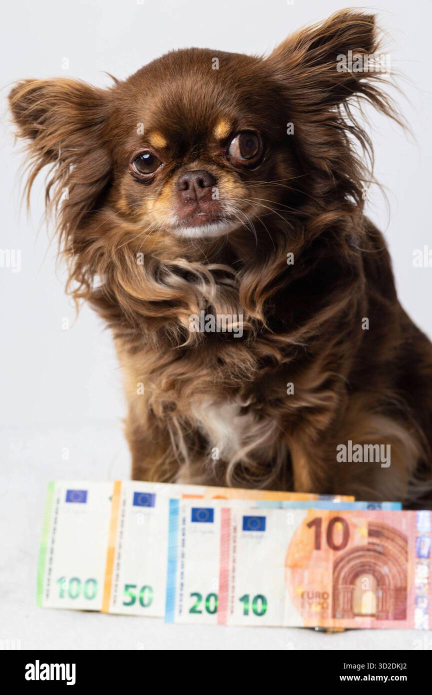 Die Kosten für Hundehaltung liegen monatlich zwischen 100 und 400 Euro und lassen sich in Erstausstattung ca. 150-400 â, laufende Kosten Futter, Tierarzt, Hundesteuer ecc. und einmalige Kosten Chip unterteilen. Der tatsächliche Betrag hängt von der Größe, Rasse und Gesundheit des Hundes ab. Symbolfoto, Thememfoto *** i costi per tenere un cane sono compresi tra 100 e 400 euro al mese e possono essere suddivisi in attrezzature iniziali circa 150 400 â , costi correnti per cibo, veterinario, tasse per cani ecc. e costi una tantum per il chip l'importo effettivo dipende dalle dimensioni, dalla razza e dalla salute del cane simbolo fot Foto Stock