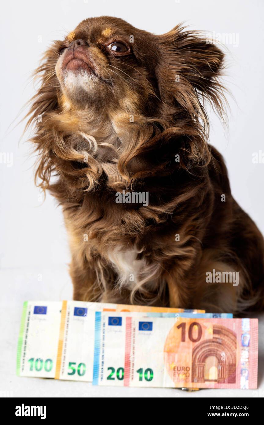 Die Kosten für Hundehaltung liegen monatlich zwischen 100 und 400 Euro und lassen sich in Erstausstattung ca. 150-400 â, laufende Kosten Futter, Tierarzt, Hundesteuer ecc. und einmalige Kosten Chip unterteilen. Der tatsächliche Betrag hängt von der Größe, Rasse und Gesundheit des Hundes ab. Symbolfoto, Thememfoto *** i costi per tenere un cane sono compresi tra 100 e 400 euro al mese e possono essere suddivisi in attrezzature iniziali circa 150 400 â , costi correnti per cibo, veterinario, tasse per cani ecc. e costi una tantum per il chip l'importo effettivo dipende dalle dimensioni, dalla razza e dalla salute del cane simbolo fot Foto Stock