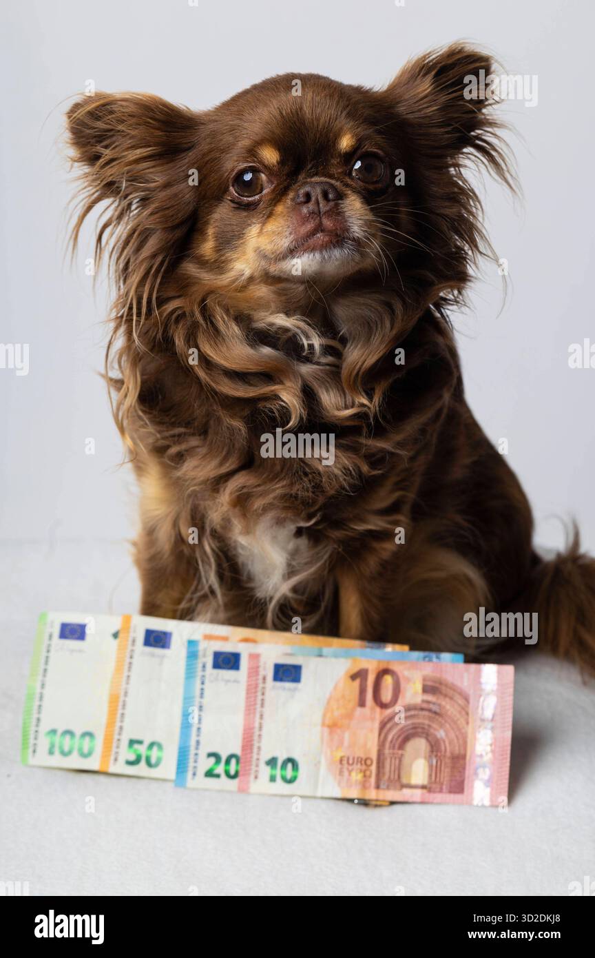 Die Kosten für Hundehaltung liegen monatlich zwischen 100 und 400 Euro und lassen sich in Erstausstattung ca. 150-400 â, laufende Kosten Futter, Tierarzt, Hundesteuer ecc. und einmalige Kosten Chip unterteilen. Der tatsächliche Betrag hängt von der Größe, Rasse und Gesundheit des Hundes ab. Symbolfoto, Thememfoto *** i costi per tenere un cane sono compresi tra 100 e 400 euro al mese e possono essere suddivisi in attrezzature iniziali circa 150 400 â , costi correnti per cibo, veterinario, tasse per cani ecc. e costi una tantum per il chip l'importo effettivo dipende dalle dimensioni, dalla razza e dalla salute del cane simbolo fot Foto Stock