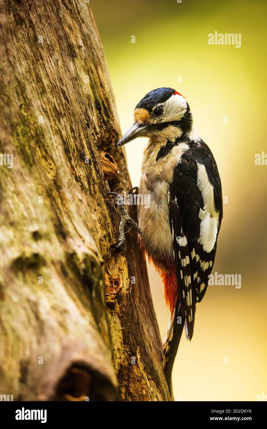 Il grande picchio macchiato Dendrocopos Major batte il becco su un albero Foto Stock