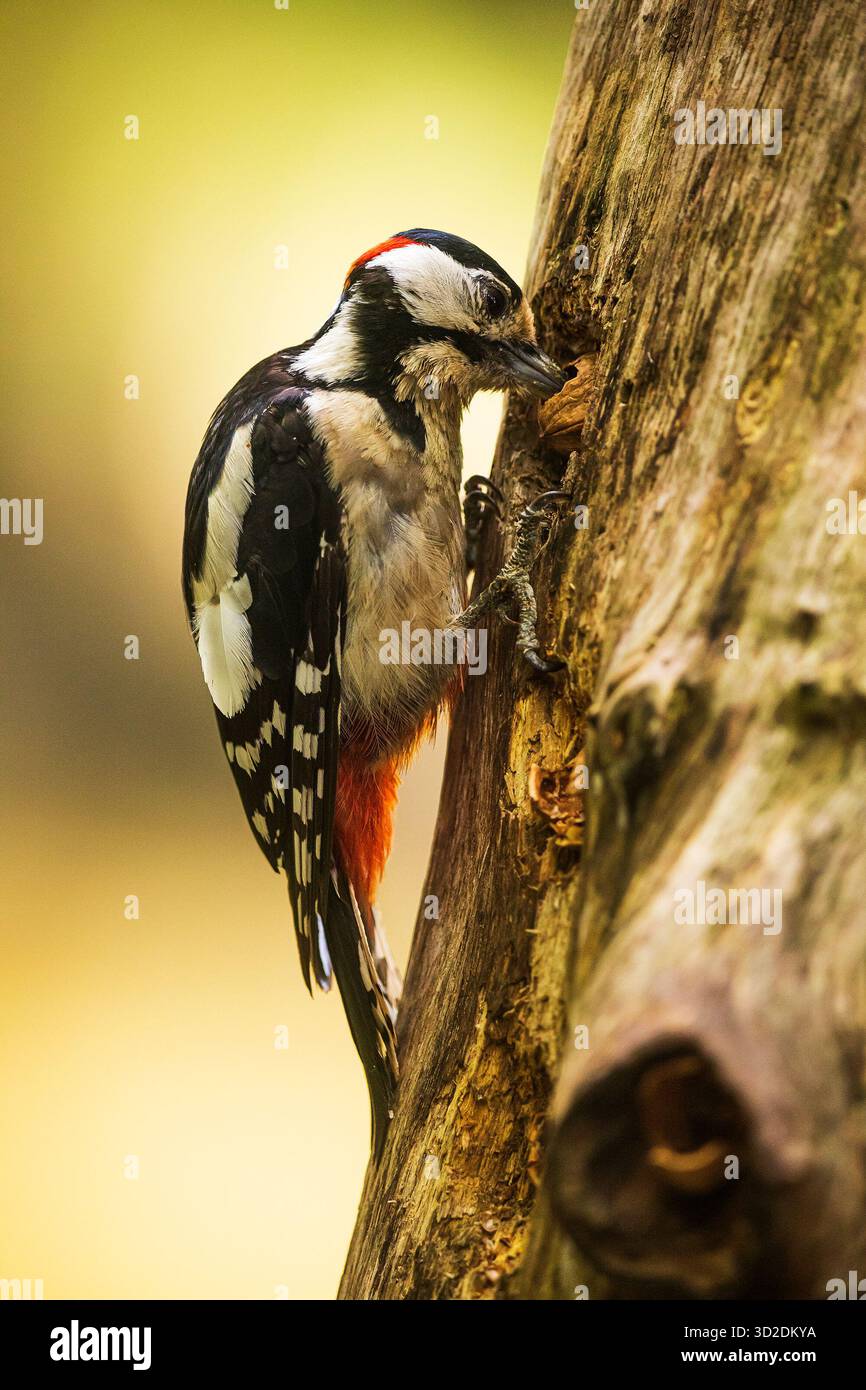 Femmina grande picchio maculato Dendrocopos Major batte il becco su un albero Foto Stock