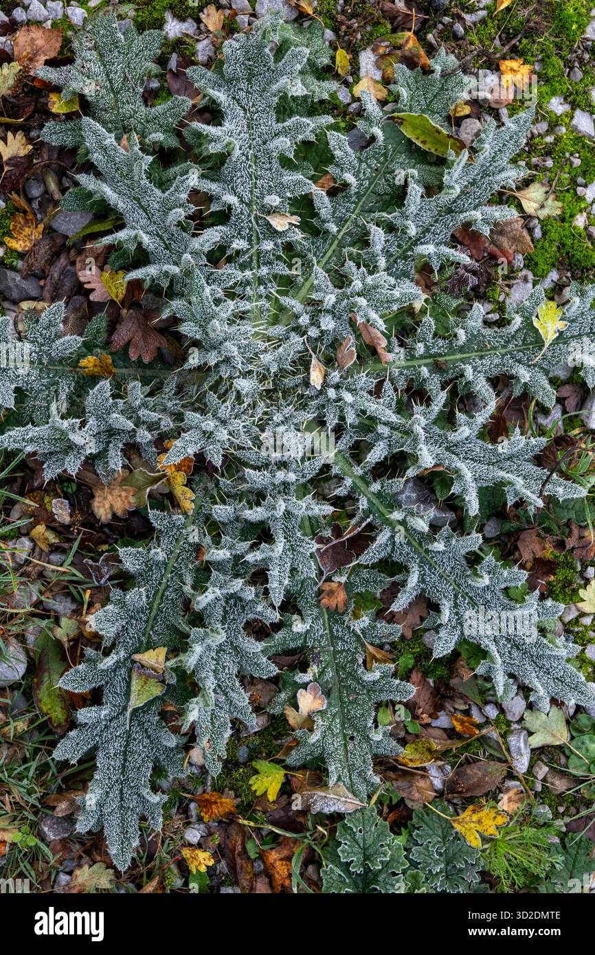 Spar Thistle (Cirsium Vulgare) rosetta di foglie ricoperta di gelo autunnale. Foto Stock