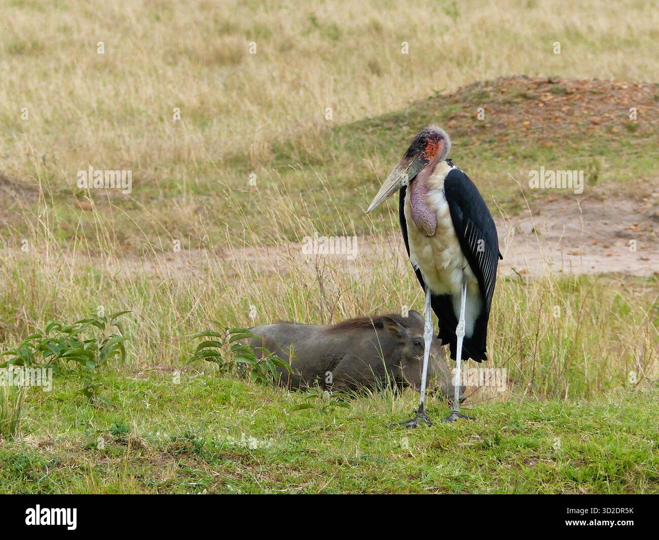 Un affascinante momento di fauna selvatica che mostra una cicogna di marabou in piedi accanto a un cinghiale nella riserva naturale di Masai Mara, Kenya, Africa Foto Stock