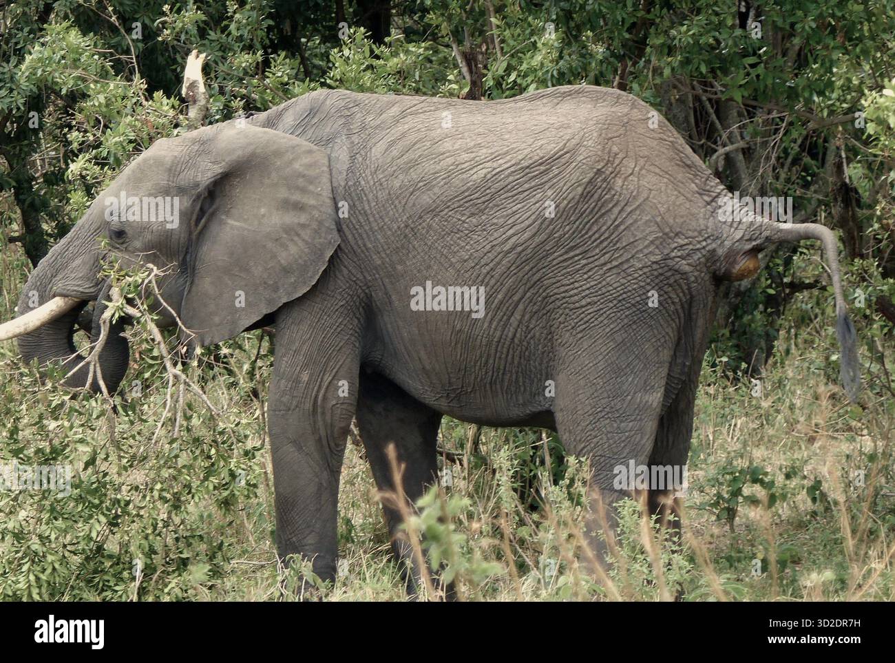 Un raro e divertente momento di fauna selvatica che mostra un elefante africano che fa schifo nella riserva di Masai Mara, Kenia, Africa Foto Stock