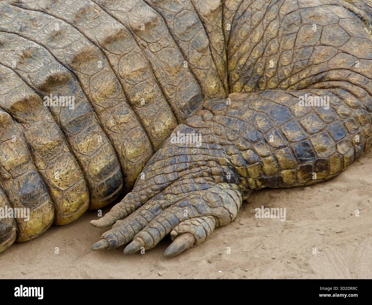 Primo piano estremo di una zampa di coccodrillo e griffe che mostrano dettagliati texture della pelle e colori naturali, Masai Mara, Kenya, Africa Foto Stock