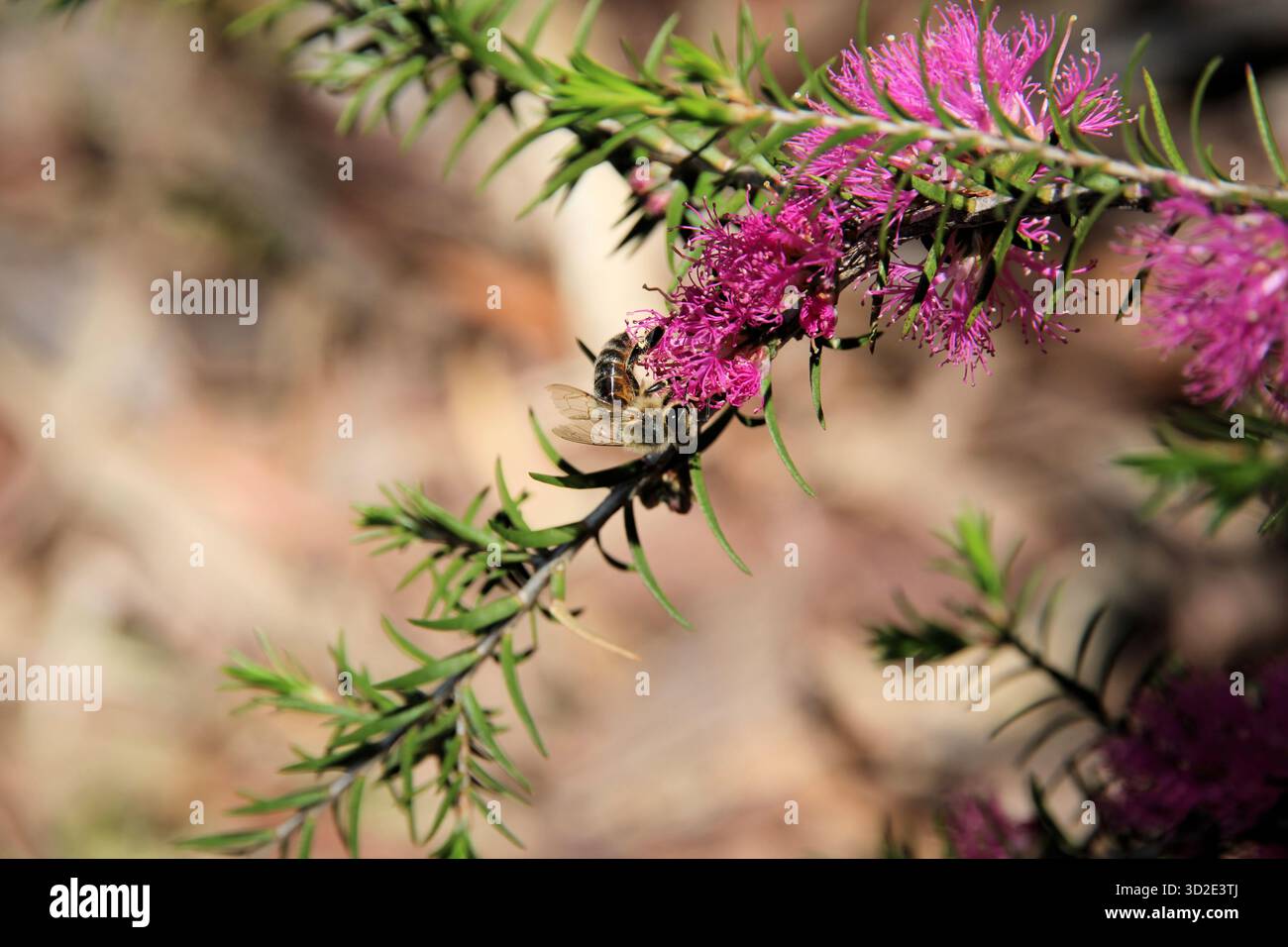 European Honey Bee (Apis mellifera) che raccoglie il nettare dal fiore Violet Honey-myrtle, Australia meridionale Foto Stock