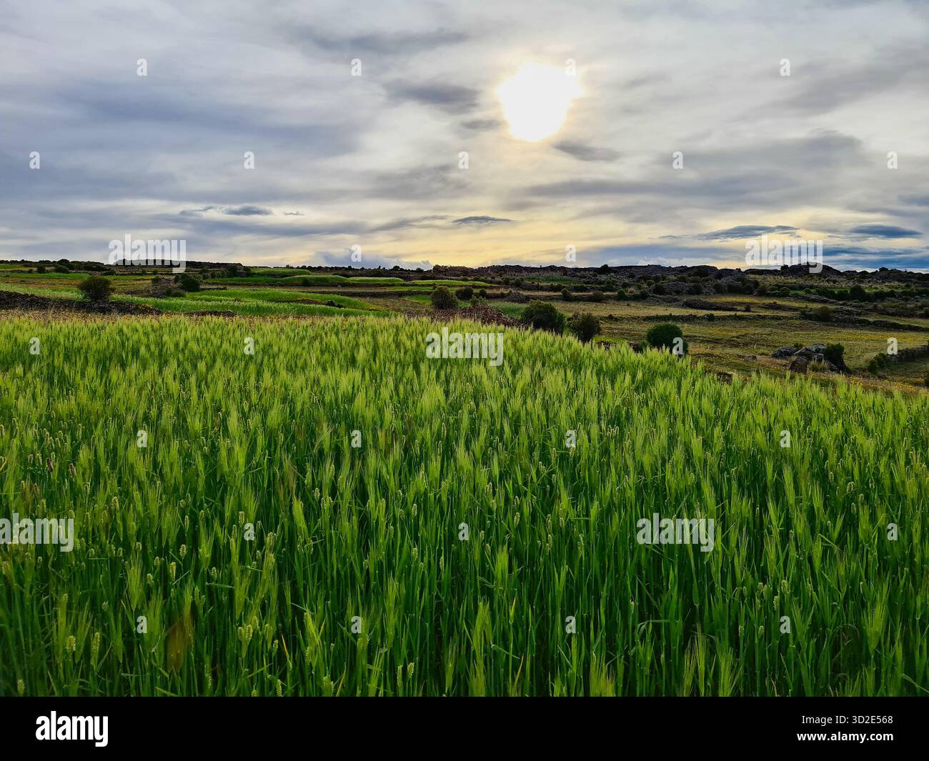 Paesaggio agricolo rurale sull'isola di Ocosuyo, Ande, Perù - Immagine stock catturata con smartphone