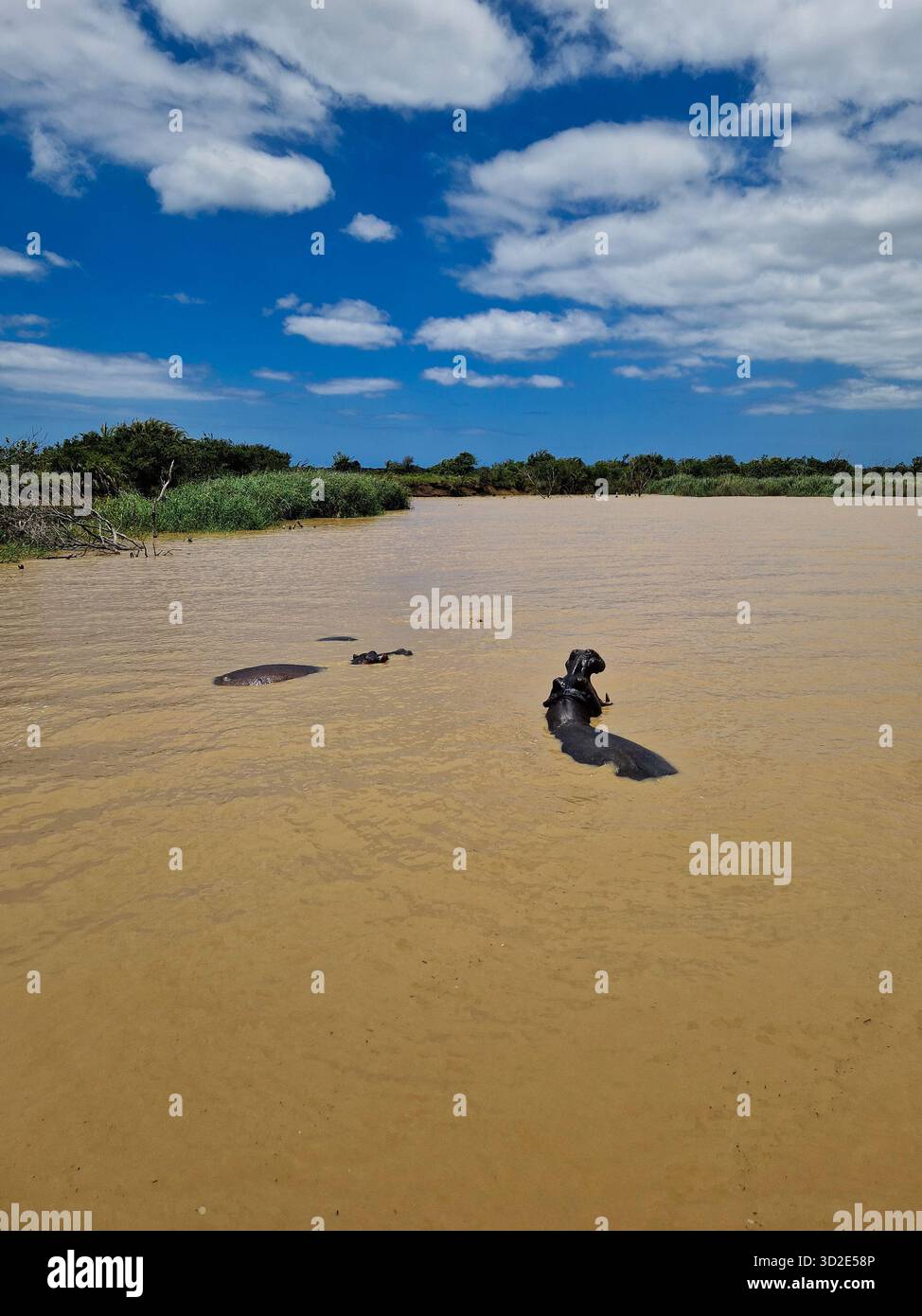 Branco di ippopotami che nuotano nell'estuario di Santa Lucia, Sudafrica Foto Stock