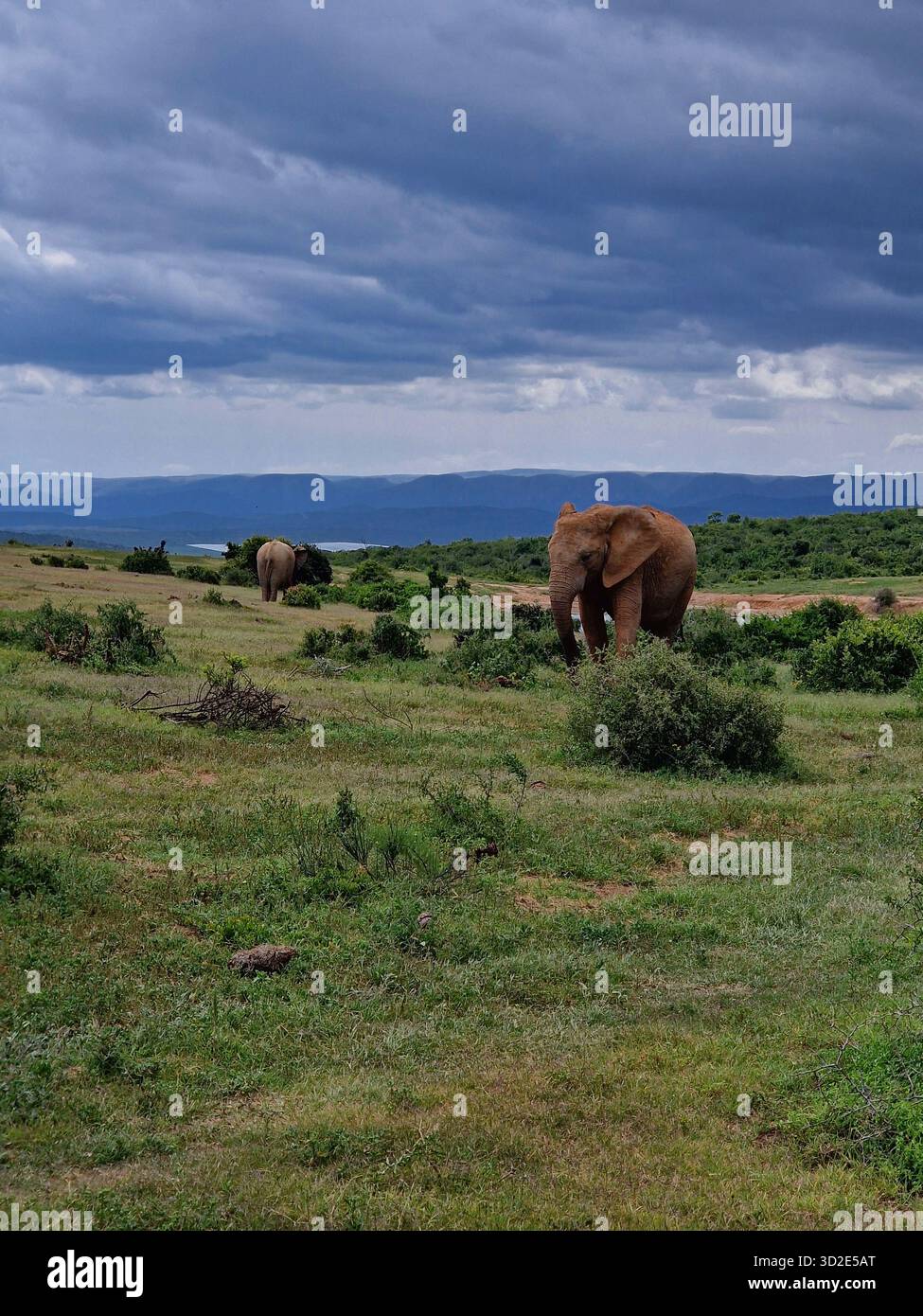 Drammatico cielo sugli elefanti ad Addo, Port Elizabeth, Sudafrica Foto Stock