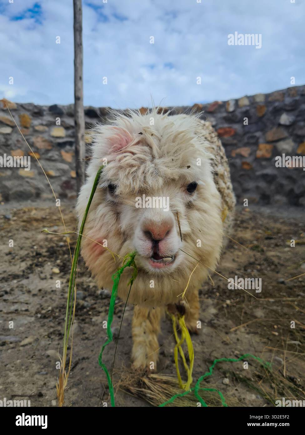 Alpaca eccentrico con erba in bocca nelle Ande peruviane - Immagine stock catturata con smartphone