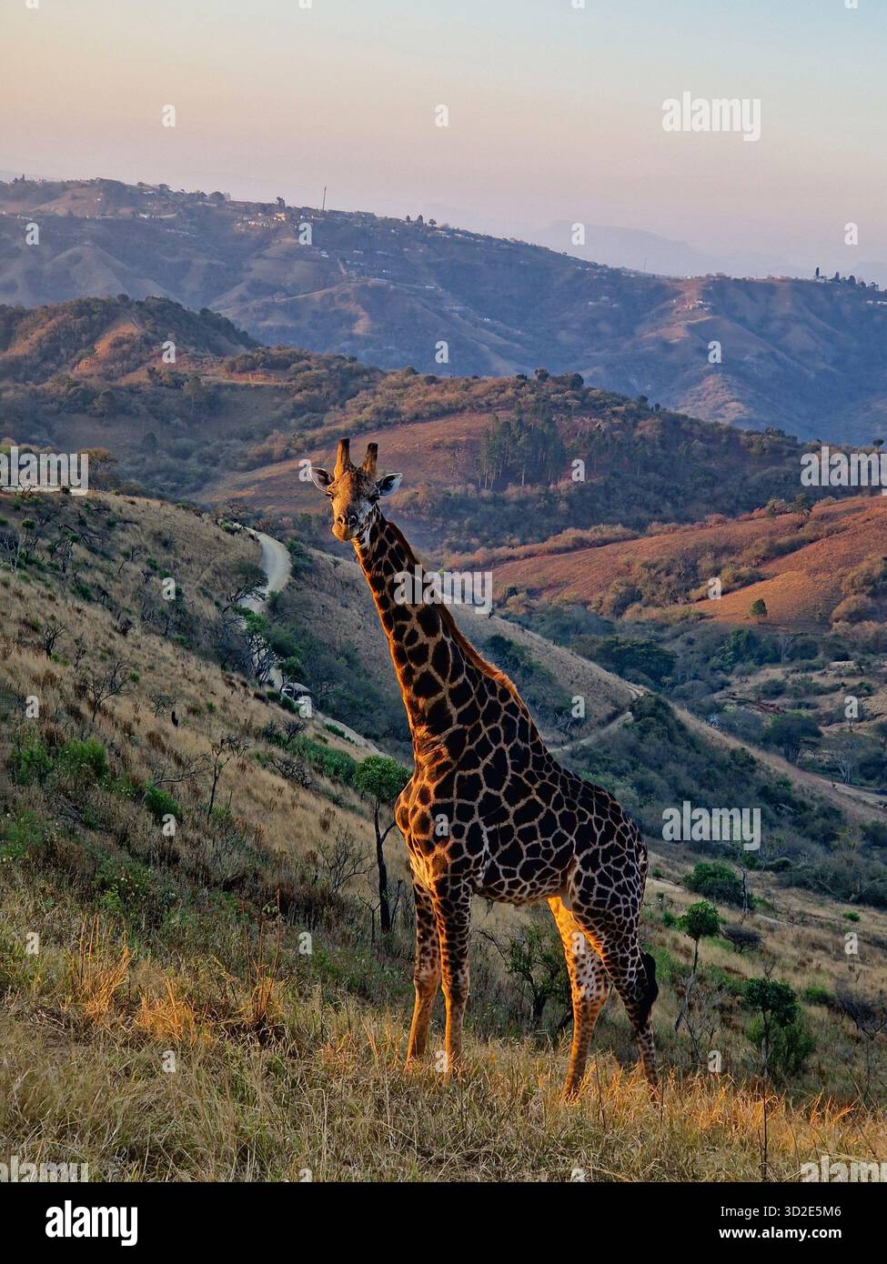 Paesaggio dell'ora d'oro con una sola giraffa, Valle delle mille colline, Sud Africa. Foto Stock