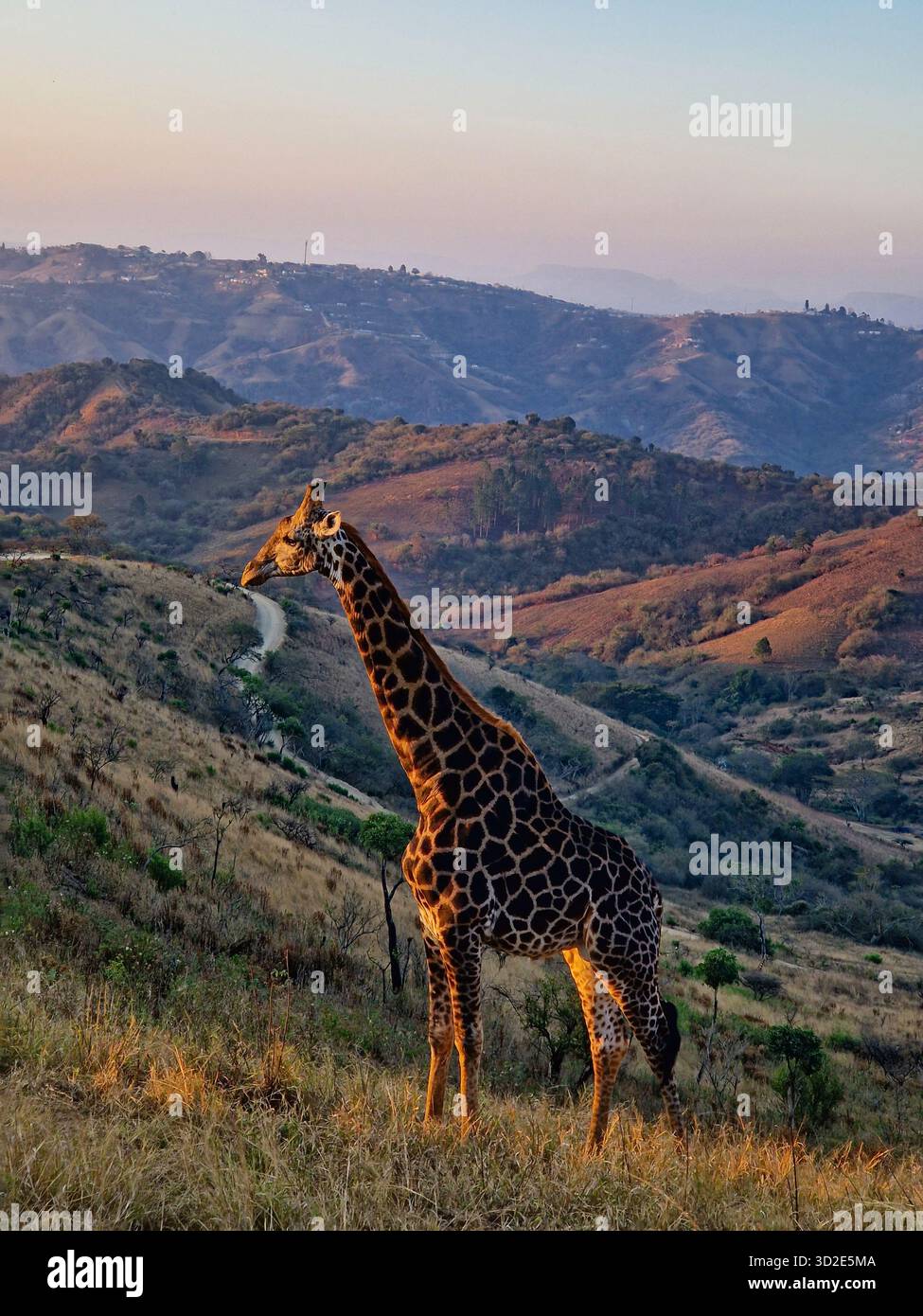 Maestosa giraffa al tramonto nella Valle delle mille colline, Sud Africa. Foto Stock