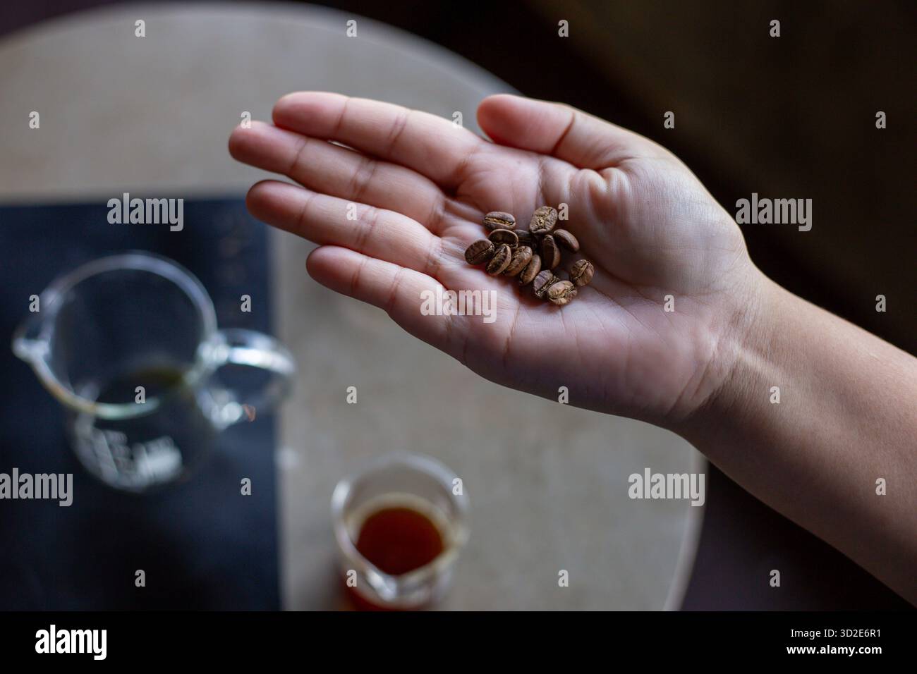 Chicchi di caffè marrone selezionati in mano chicchi di caffè di buona qualità in una caffetteria Foto Stock