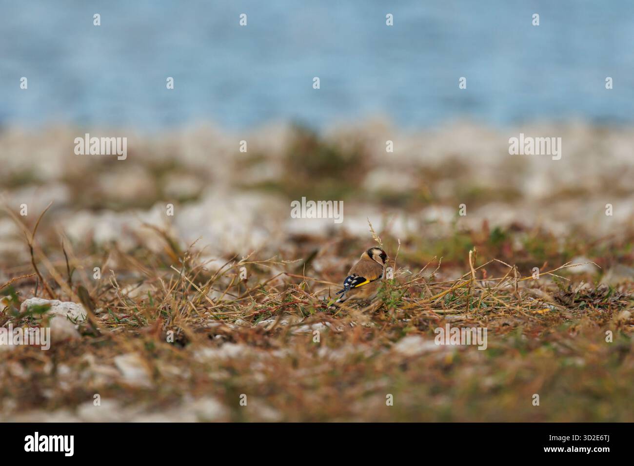 Goldfinch tra il sottobosco sulle rive del fiume Serpis in cerca di semi, Beniarres, Spagna Foto Stock
