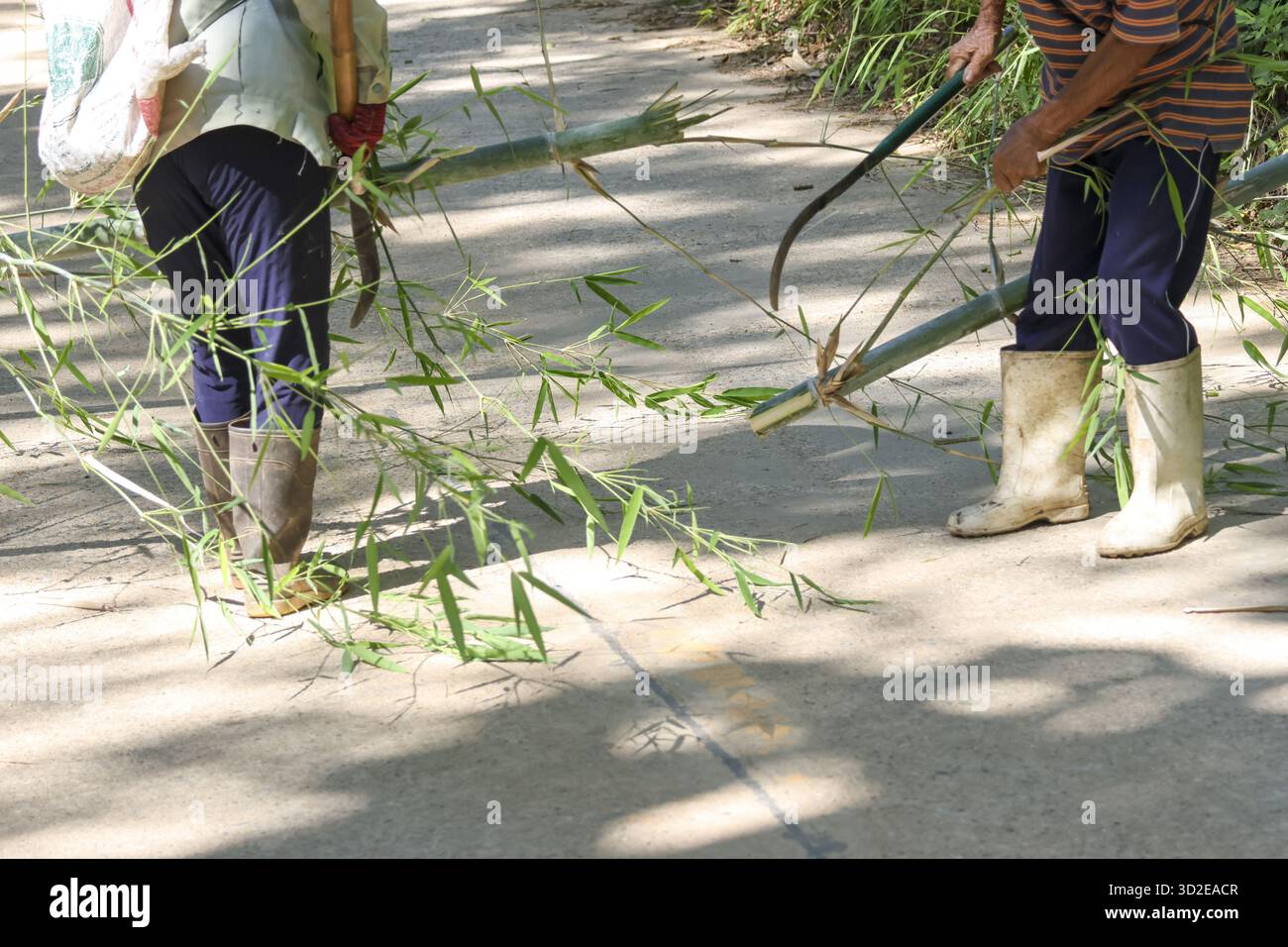 Due lavoratori diligenti che liberano l'erba verde dal percorso. il giardiniere utilizza la falce per tagliare l'erba mentre un'altra persona raccoglie la pianta per l'yar all'aperto Foto Stock