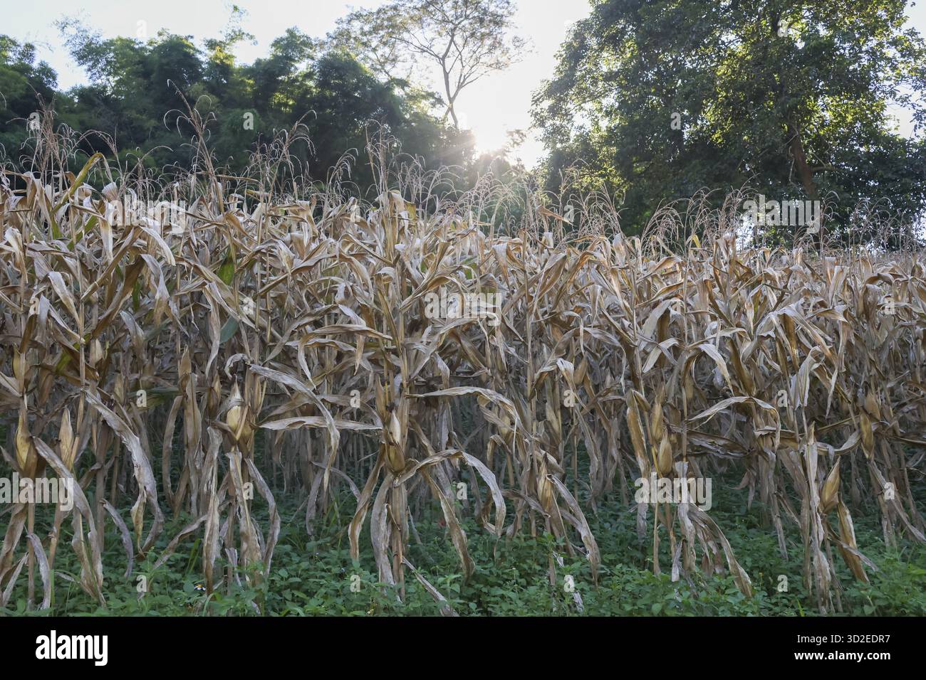 Campo di mais asciutto e appassito in un'azienda agricola in attesa del raccolto sotto la luce del sole. il paesaggio agricolo trasmette un senso di quiete di fine stagione di decadimento e. Foto Stock