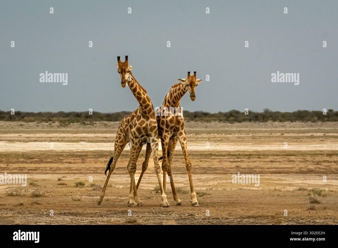 giraffe maschili e femminili che giocano e corteggiano. l'immagine mostra la simmetria dei due animali selvatici. Foto Stock