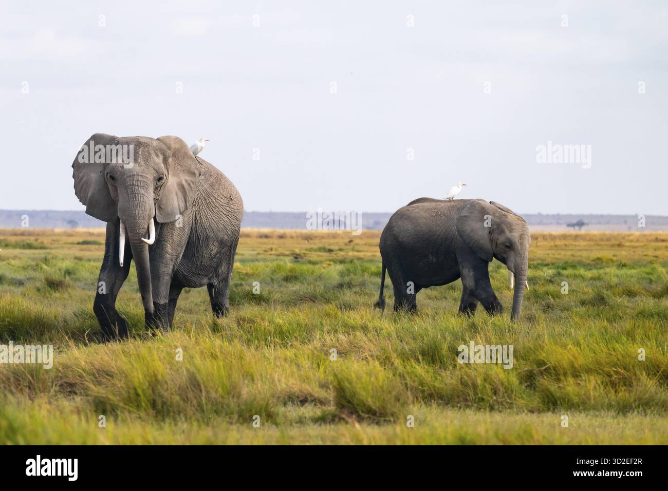 Elefante africano (Loxodonta africana), nella palude di Longinye con aironi (Bubulcus ibis), Parco Nazionale di Amboseli, Provincia della Rift Valley, Kenya Foto Stock