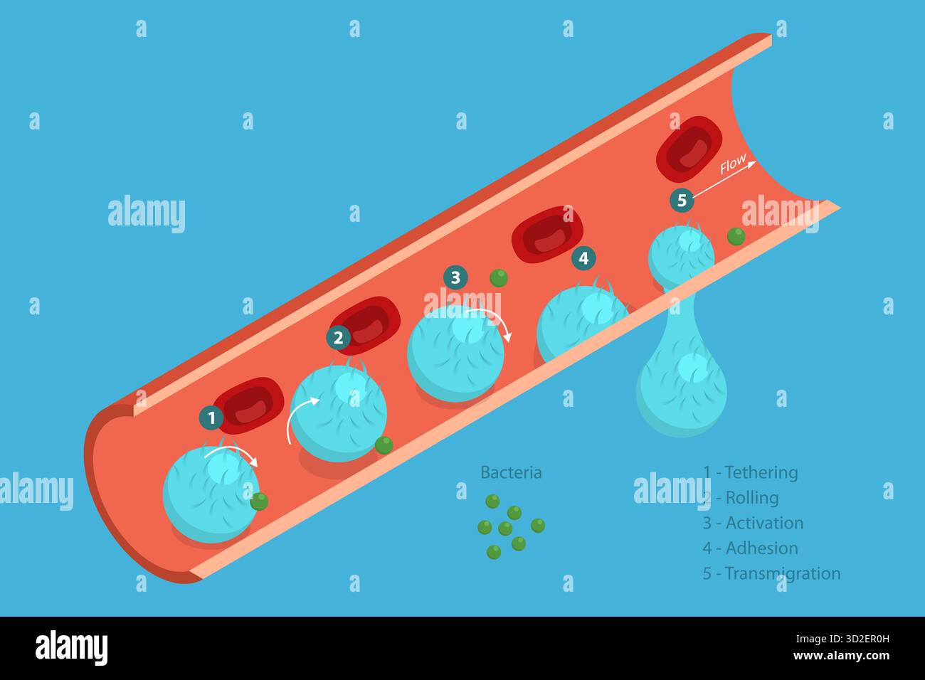 Illustrazione concettuale piatta isometrica 3D dell'adesione e della migrazione dei leucociti, diagramma educativo medico illustrazione concettuale piatta isometrica 3D dell'adesione e della migrazione dei leucociti, diagramma educativo medico Foto Stock