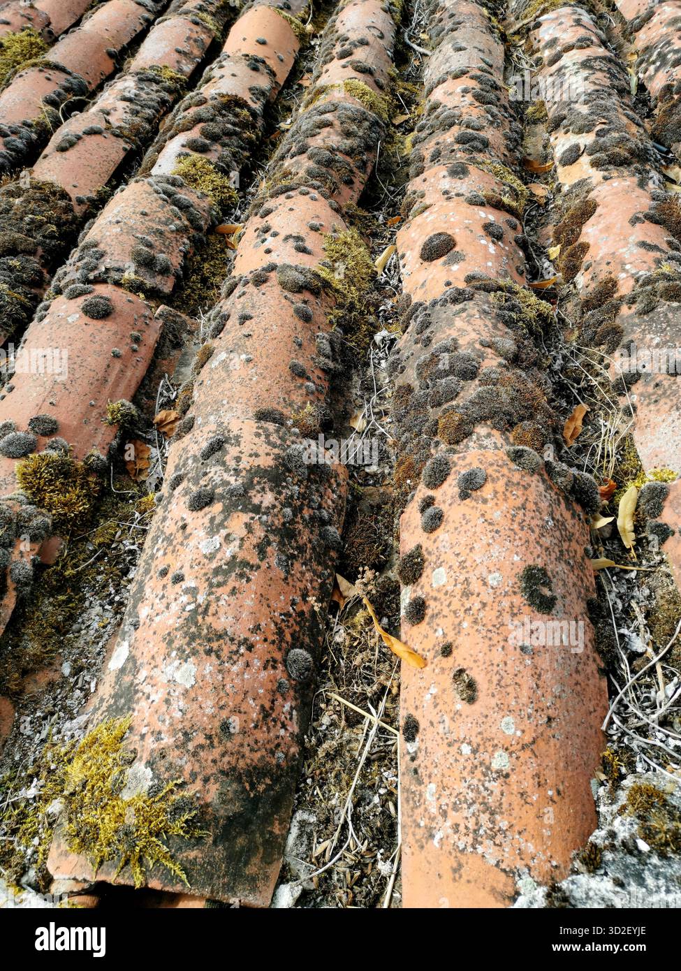 Il muschio e il lichene coprono le piastrelle del tetto in terracotta, mostrando anni di tempo. Foto Stock
