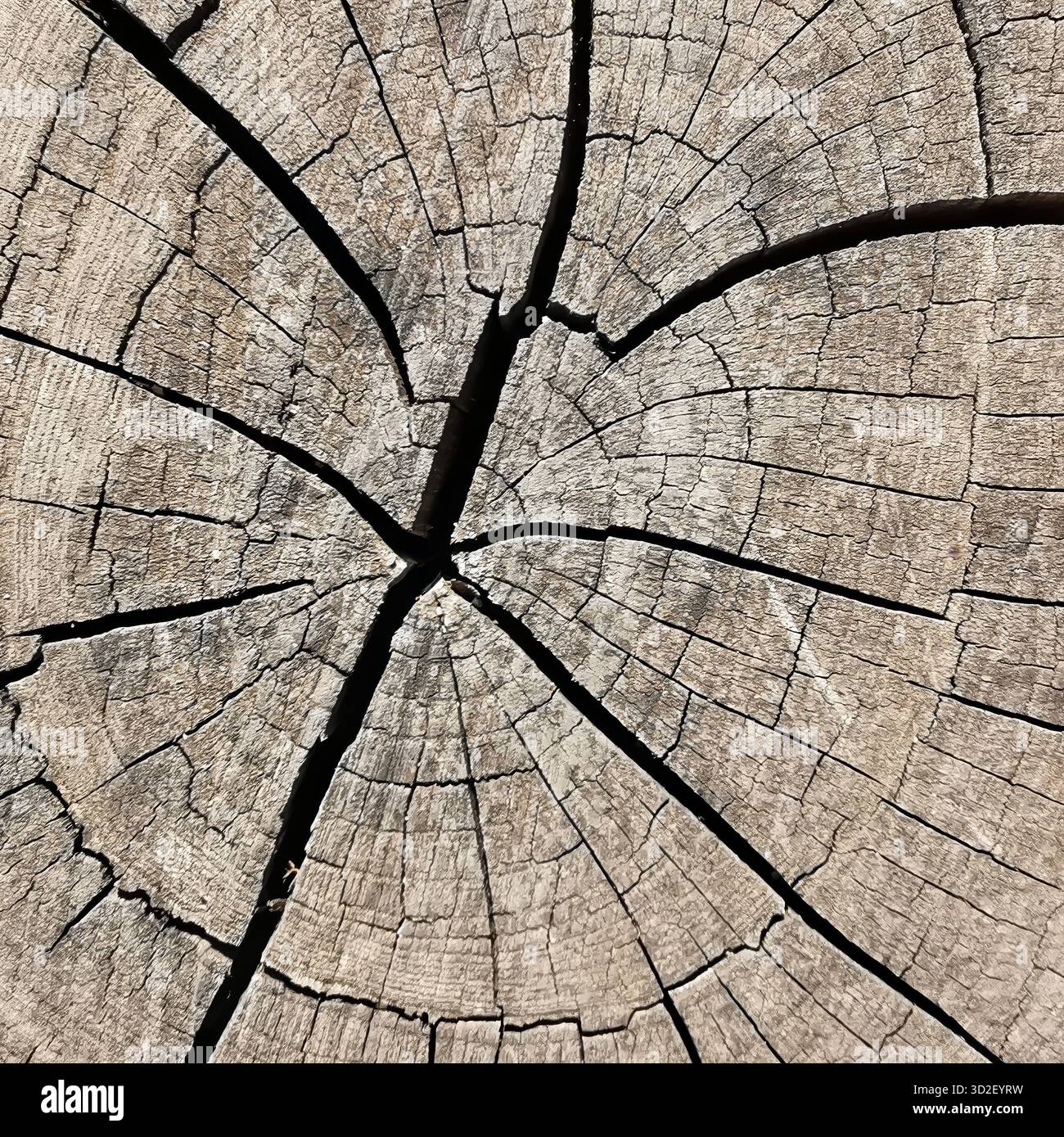 Una vista dettagliata del tronco di un albero che mostra anelli di crescita e crepe distinti, evidenziando la consistenza e l'età del legno. La luce del sole migliora il natur - Immagine stock catturata con smartphone