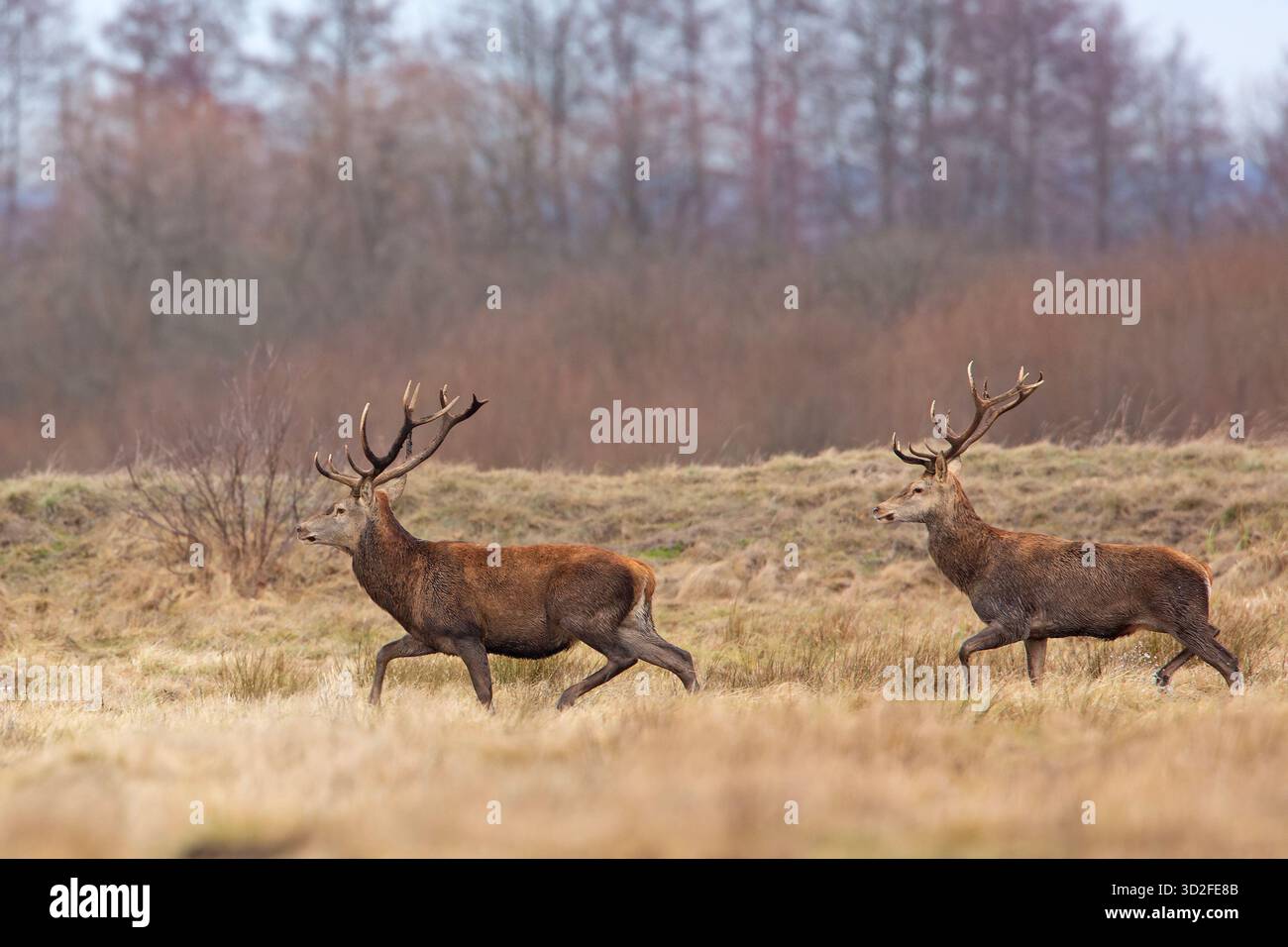 Il cervo rosso (Cervus elaphus) è una delle più grandi specie di cervo. Foto Stock