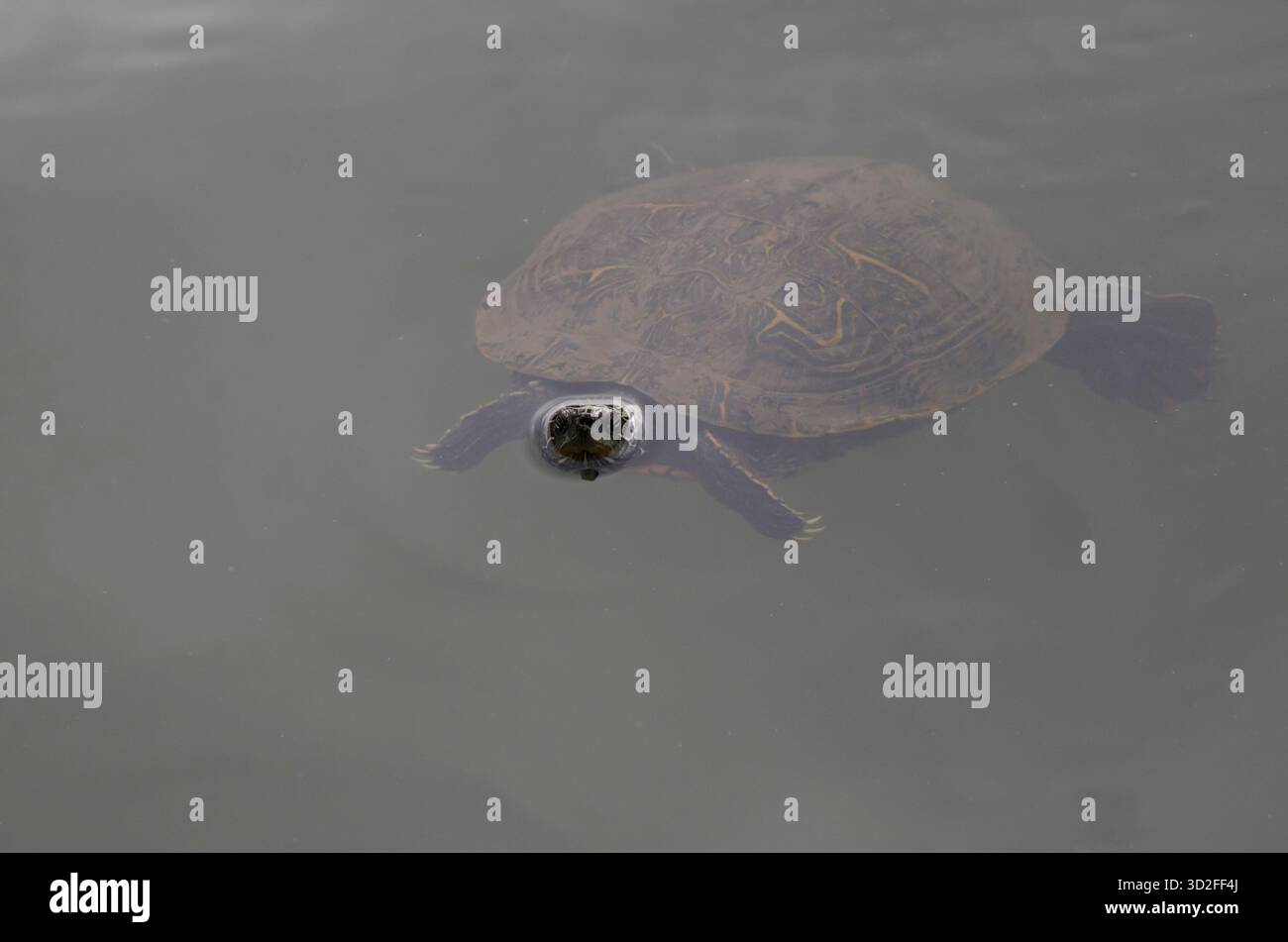 Eastern River Cooter, Pseudemys concinna concinna, nuota in giornata nuvolosa Foto Stock