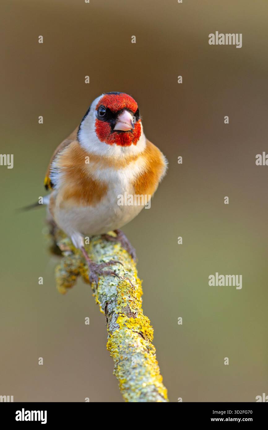 Il goldfinch europeo o semplicemente goldfinch (Carduelis carduelis) è un piccolo uccello passerino della famiglia finch Foto Stock