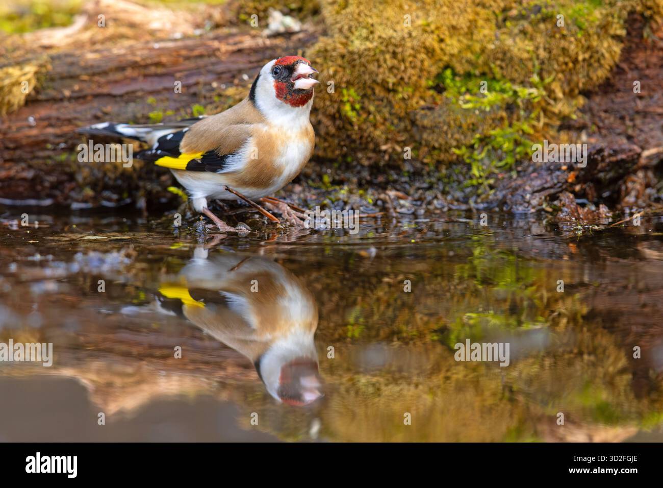 Il goldfinch europeo o semplicemente goldfinch (Carduelis carduelis) è un piccolo uccello passerino della famiglia finch Foto Stock