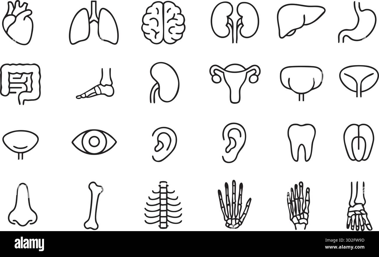 Set di icone di organi, linee piatte anatomiche. Illustrazione Vettoriale