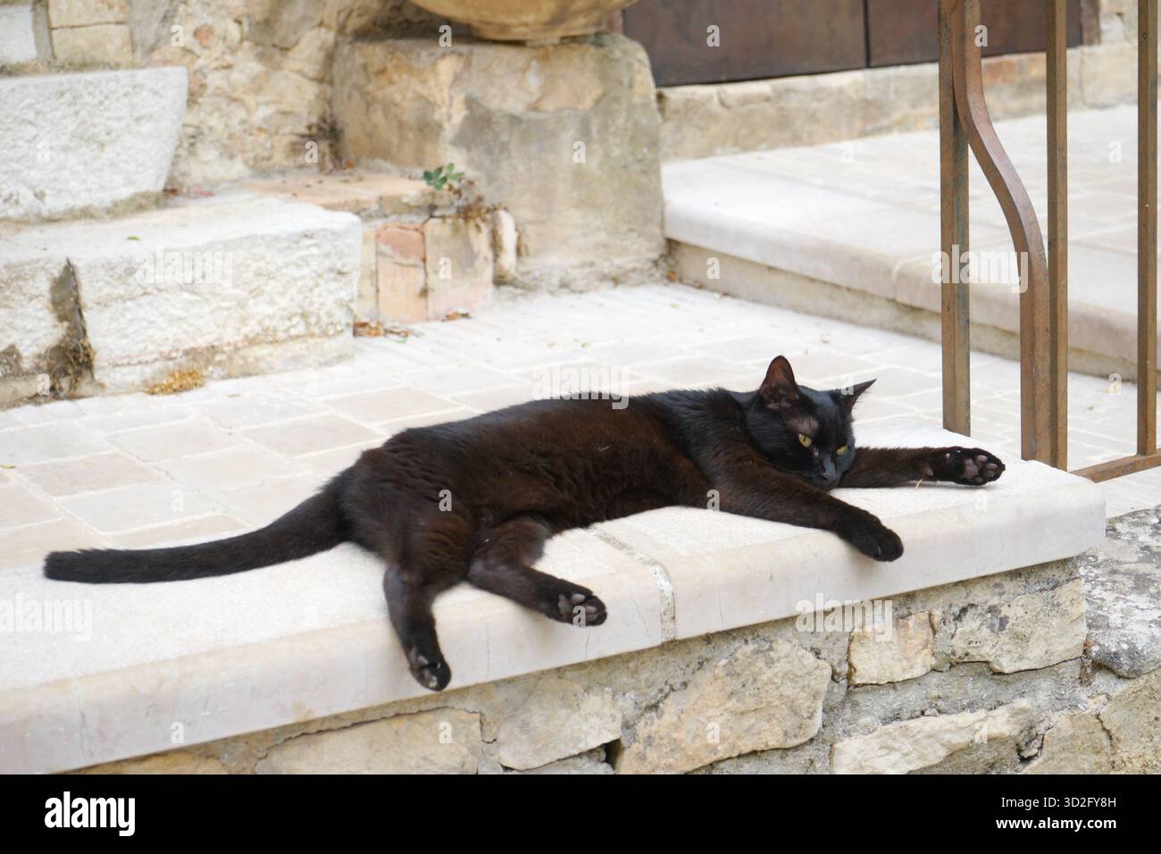 Letto gatto nero - esterno - Mougins , costa azzurra, Francia Foto Stock