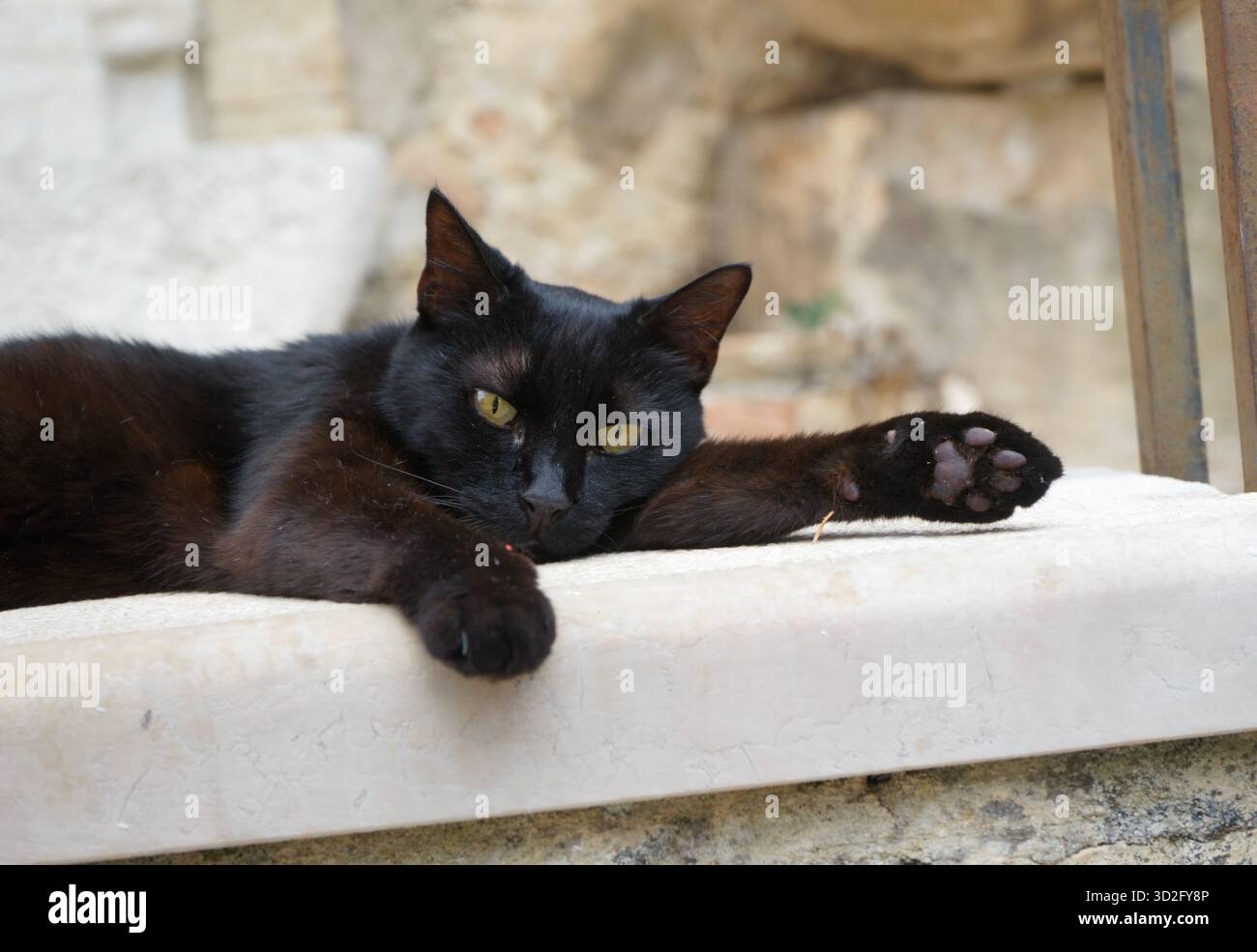 Letto gatto nero - esterno - Mougins , costa azzurra, Francia Foto Stock